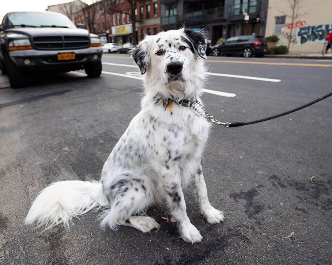 The Dogistさんのインスタグラム写真 - (The DogistInstagram)「Bo, English Setter/Great Pyrenees mix (4 y/o), Dupont & Manhattan Ave., Brooklyn, NY • “He’s chill 90% of the time but gets super excited when I come home. Best dog ever. Sleeps all day.” A rescue from @a_better_english_setter_rescue」1月17日 10時37分 - thedogist
