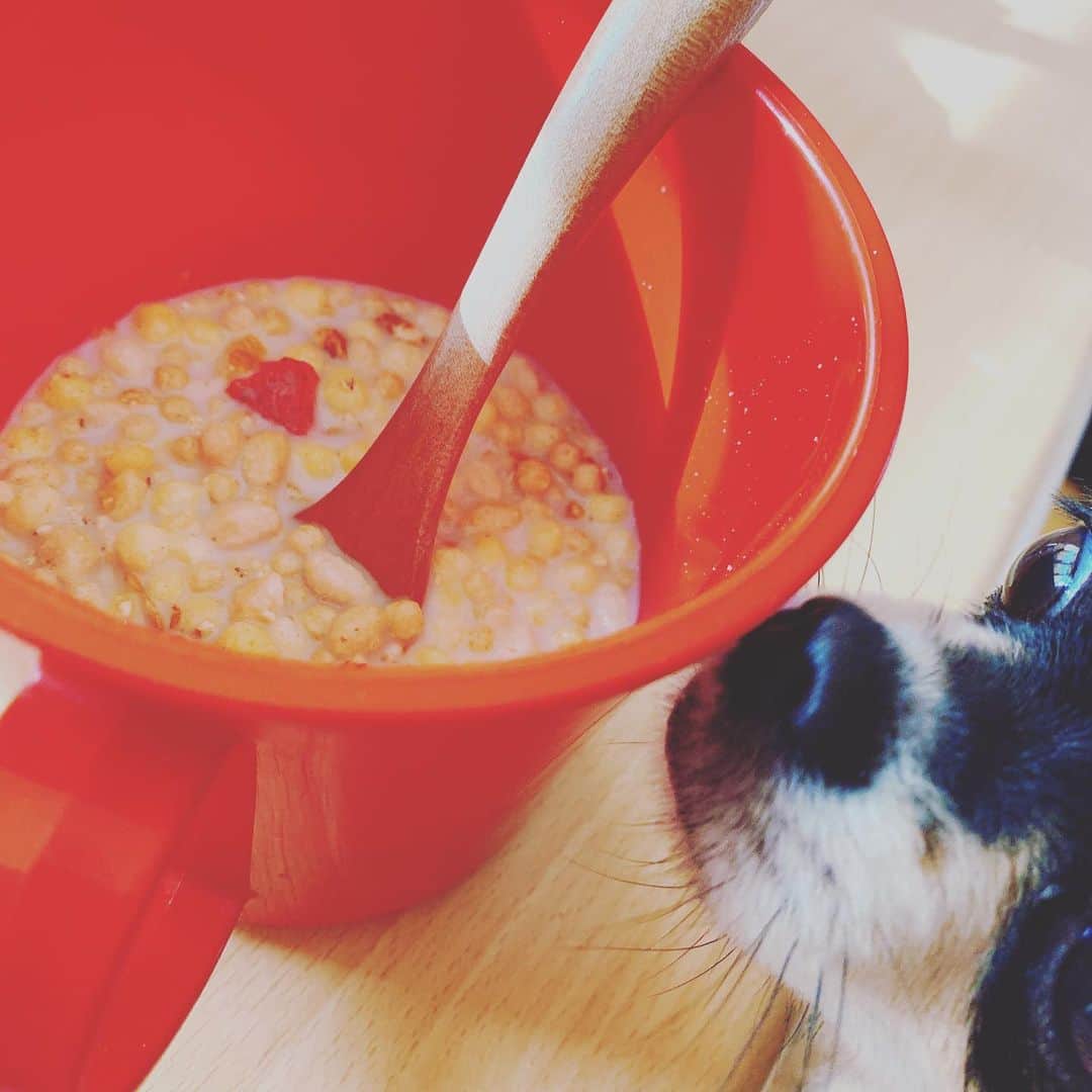 のインスタグラム：「好きなフルーツグラノーラハーフ. お気に入りの アーモンド効果で食べてます ボリボリ　　ボリボリ 香ばしい香りと 時々甘酸っぱいフルーツと 脳を叩き起こす様な食感に ハマってます  毎朝これが食べたくて 起きるのが楽しみという、  何このプチ幸せ感情w  昔なんて朝ごはんを食べる時間があるなら寝ていたいとか 普通に徹夜で仕事行ったり なかなかの不規則まっしぐら生活. あの頃は体の心配なんて これっぽっちもしてなかったなぁ  もう今は健康第一生活っすぅ  #フルーツグラノーラ　#ハーフ #お昼はちゃんと作ります #3食を心がけて #朝食#アーモンド効果 #mikuni飯 #もう飯ではない #健康第一」