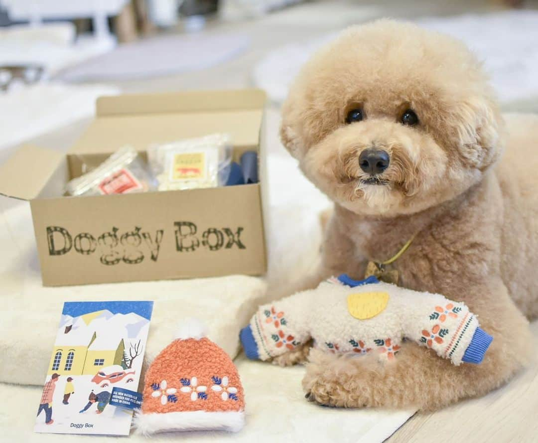 yun.ゆんさんのインスタグラム写真 - (yun.ゆんInstagram)「march.lemon🐻🍋＋cotton.💭 コットンの玉手箱📦 Doggy Boxが届きました。🐶✨ おやつ３つとおもちゃ２つ。 今回は冬のお肌の保湿用のモイストローションも入ってました。😳 . . コットン、大興奮！ レモンも大興奮！笑🍋😂 . レモンはコットンと同じことをしたがります。 流石にオモチャを咥えたりはできないけど、遊んでるとわたしの横へ来て、なでなでしてもらいながらコットンを見るのが日課。😊 . . マーチはソファの下に避難します。（これが正解。笑❣️）  . . . 📹動画は3人とも帽子をかぶったよ。▲▲▲。💕 寝てる間に…😂 . . ♪ ♪ ♪ #doggybox #ドギボ#pr  #うさぎ#ウサギ#ネザーランドドワーフ#ZIP写真部#レモン#ふわもこ部#マーチ#多頭飼い#犬とうさぎ#犬#dog #rabbits#rabbitsofinstagram #rabbitstagram #petstagram #march#instapet#cutepetclub #instarabbit #bunnies #bunnylove #lapin #pecotv #WeeklyFluff #lemon #netherlanddwarf」1月17日 10時47分 - march.lemon