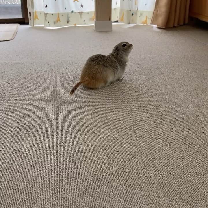 のインスタグラム：「洗い物の音が気になる #Sushiたん」