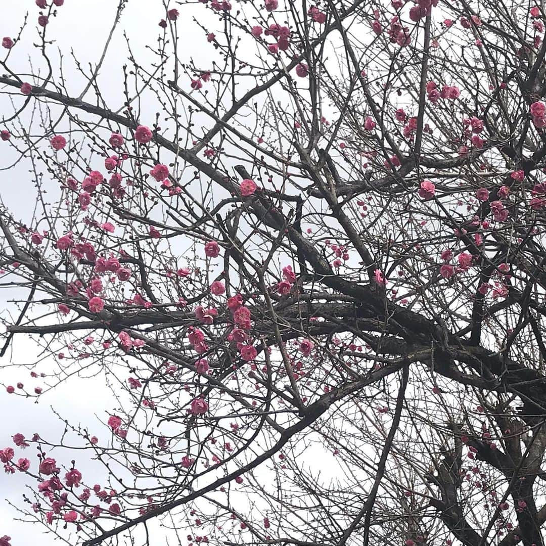 土屋眞弓さんのインスタグラム写真 - (土屋眞弓Instagram)「さっきの空 よそ様のお庭の桃の木  お散歩してます 空凄い素敵〜❣️ 幻想的💨✨✨ 3枚目の写真は よそ様のお庭の桃の木 花がたくさん咲いてます🌸 色々気づくわ🥰💕💕💕  #お散歩 #空 #雲 #桃の花」1月17日 10時58分 - mayumi.vivian