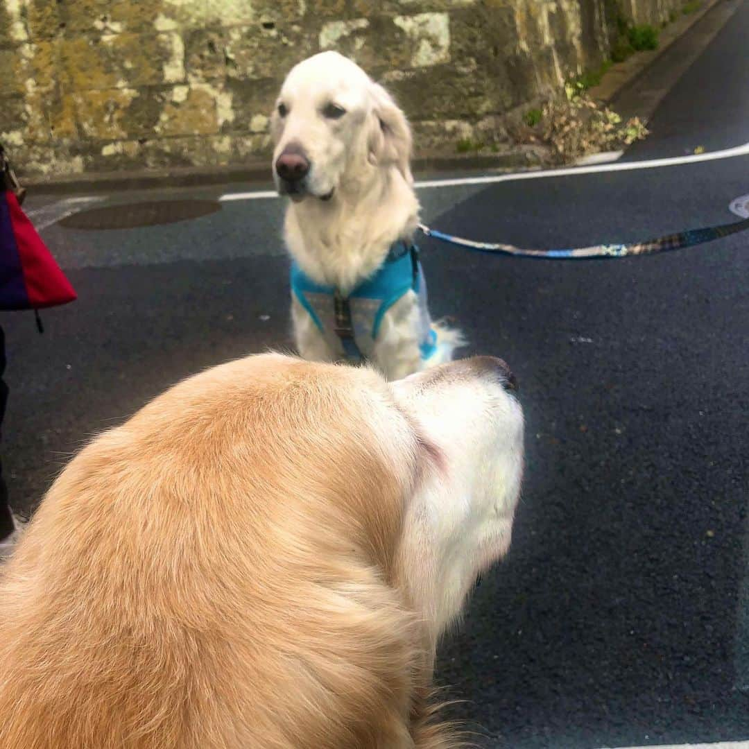 高橋ひとみさんのインスタグラム写真 - (高橋ひとみInstagram)「今朝のお散歩🐶途中、 今日が6歳のバースデー🎂の Terraちゃんに会いました😊 Happy birthday !! 久しぶりにめぐお姉ちゃんにも会えました。」1月17日 11時23分 - hitomi_momoe