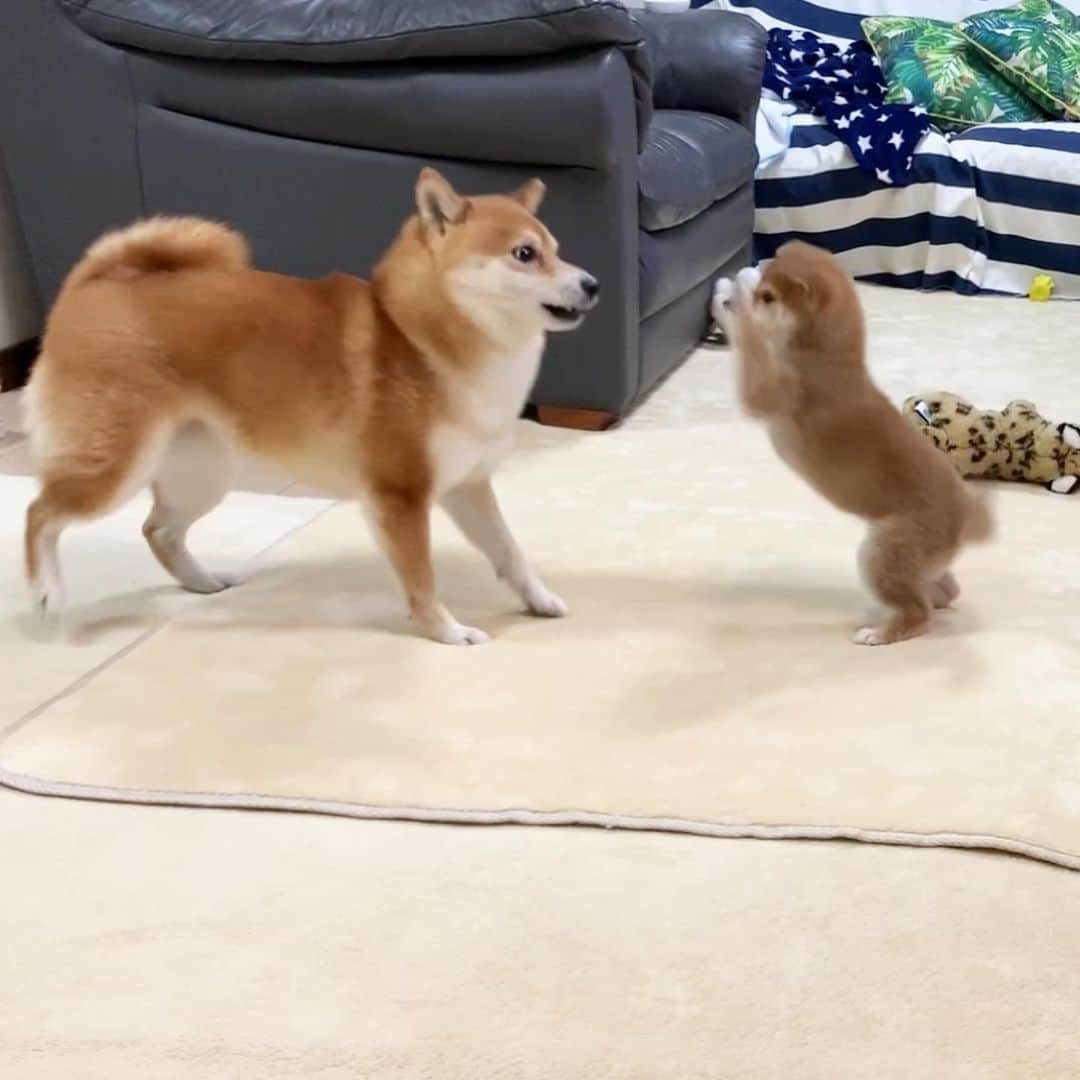 豆柴 サニーちゃんのインスタグラム