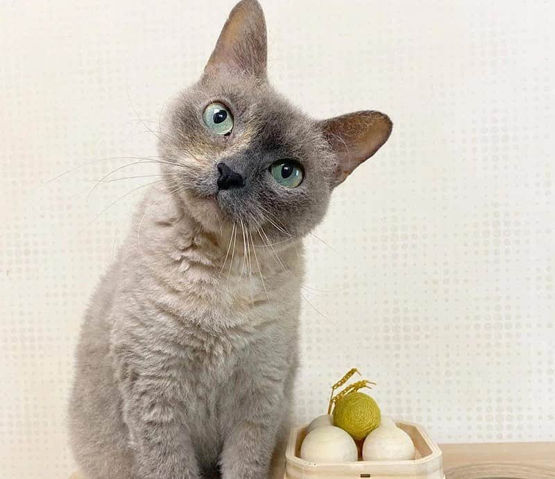 sippoさんのインスタグラム写真 - (sippoInstagram)「『sippoストーリー 』からの紹介です🐈 ラパーマのあやちゃん（4歳）いつまでも健やかに楽しく過ごしてね😌いつも可愛いをありがとう💕 ㅤ 飼い主さん：りんご。 ㅤ sippoのサイト（sippo.asahi.com）で、飼い主さんに投稿してもらった、犬や猫のとっておきストーリーをご紹介しています。 @sippo_official プロフィールのサイトリンクから、『sippoストーリー 』をご覧下さい👀✨ ㅤ あなたとペットのストーリーを募集しています！ #sippoストーリー をつけて、犬や猫の写真を投稿してくださいね🌸採用された方には、編集部からDMでご連絡差し上げます🐾 ㅤ #sippoストーリー #猫 #ネコ #ニャンコ #ラパーマ」1月17日 12時28分 - sippo_official