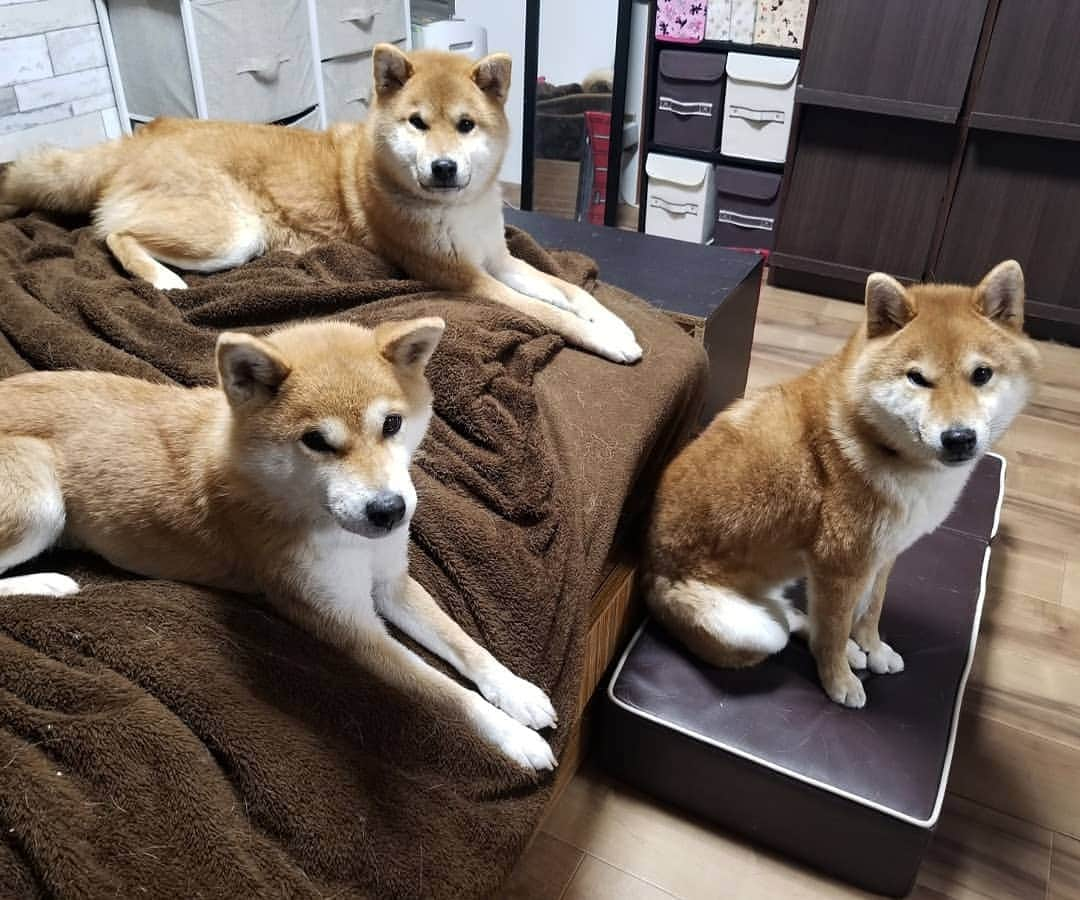 柴犬たま Shibainu Tamaさんのインスタグラム写真 - (柴犬たま Shibainu TamaInstagram)「﻿ ストーブ前に群がるお三方と﻿ 単独行動が多いウニさん(そこもたまに似てる)﻿ ﻿﻿ Caption trans🇬🇧﻿﻿﻿﻿﻿﻿﻿﻿﻿﻿﻿﻿﻿﻿﻿﻿ Meekeh, Koi and Toro gathered in front of the heater. Uni is often alone. (That's similar to Tama.)﻿ ﻿﻿ #たま家族 #柴犬ミケ #ミケママ #柴犬コイ #柴犬トロ #柴犬ウニ #おしゅし兄弟 #仲良し兄弟 #仲良し親子 #ストーブ前が定位置 #寒がり #ふわもこ #かなりひし形 #単独行動 #協調性なし﻿ #柴犬 #shiba #shibainu #shibastagram #犬 #dog #多頭飼い」1月17日 12時39分 - tama7653