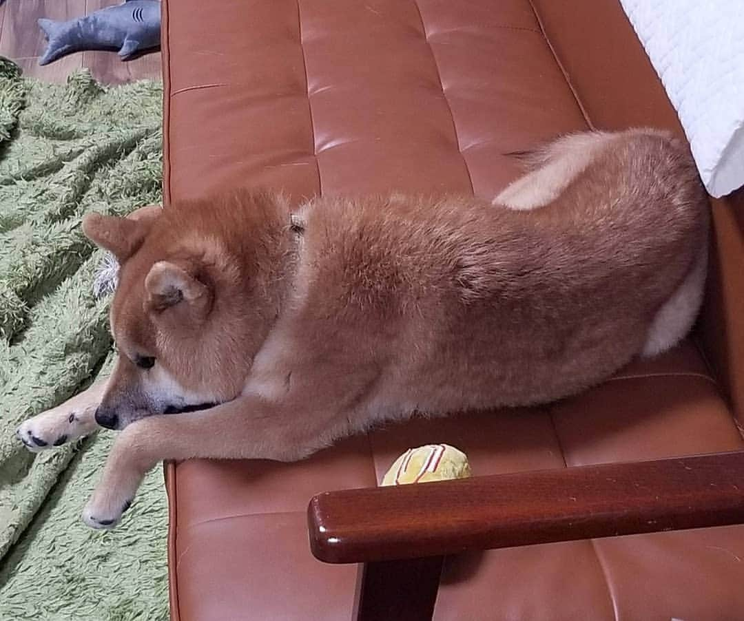 柴犬たま Shibainu Tamaさんのインスタグラム写真 - (柴犬たま Shibainu TamaInstagram)「﻿ ストーブ前に群がるお三方と﻿ 単独行動が多いウニさん(そこもたまに似てる)﻿ ﻿﻿ Caption trans🇬🇧﻿﻿﻿﻿﻿﻿﻿﻿﻿﻿﻿﻿﻿﻿﻿﻿ Meekeh, Koi and Toro gathered in front of the heater. Uni is often alone. (That's similar to Tama.)﻿ ﻿﻿ #たま家族 #柴犬ミケ #ミケママ #柴犬コイ #柴犬トロ #柴犬ウニ #おしゅし兄弟 #仲良し兄弟 #仲良し親子 #ストーブ前が定位置 #寒がり #ふわもこ #かなりひし形 #単独行動 #協調性なし﻿ #柴犬 #shiba #shibainu #shibastagram #犬 #dog #多頭飼い」1月17日 12時39分 - tama7653