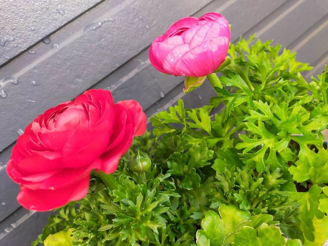 宮森セーラのインスタグラム：「ベランダガーデニングを再開した時にお迎えしたラナンキュラスたち✨  蕾が開いてきたよーーー🌸  かわいいねえ😇  #ガーデニング #花 #花のある暮らし #ラナンキュラス  #ベランダガーデニング」