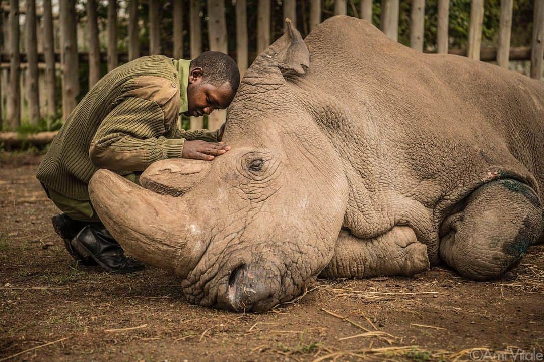 thephotosocietyさんのインスタグラム写真 - (thephotosocietyInstagram)「Photo by @amivitale // Wildlife keeper Joseph Wachira (@wachira.josephy) comforts Sudan, the last living northern white rhino on the planet, moments before his death of natural causes on March 19, 2018 at @olpejeta conservancy in northern Kenya. He died surrounded by love, together with the people who committed their lives to protecting him. From the moment, almost twelve years ago, when I first heard about the bold plan to airlift four of the last Northern White Rhinos from @safariparkdvurkarlove zoo in the Czech Republic back to Africa, until today, when Najin and Fatu are the last two remaining of their kind, this story has shaped the lives of countless dedicated keepers, scientists & conservationists.  I was deeply moved to learn that the image of @wachira.joseph saying goodbye to Sudan, the last male northern white rhino on the planet at @olpejeta Conservancy, has been honored in the prestigious @natural_history_museum's People's Choice Award in Wildlife Photographer of the Year Competition (@nhm_wpy) as well as in @natgeo's 21 Most Compelling Images of the 21st Century. I hope that these recognitions draw much needed attention not only to the crisis of extinction but also to the important work being done by people like Jojo and his colleagues at @olpejeta. Watching a creature die, one who is the last of its kind, felt like watching our own demise. This giant hulking creature had survived as a species for millions of years but could not survive us, mankind.  I hope that this heartbreaking moment can be a catalyst to awaken humanity to the reality of the losses we face and inspire action. In a hopeful twist, scientists from the @biorescue_project have already created 5 northern white rhino embryos which are awaiting implantation in a southern white rhino surrogate. We can turn this around. Go to www.nhm.ac.uk/wpy/peoples-choice/2020-the-last-goodbye or click on the link in my profile to vote today.  @leibnizizw #Avantea, @KenyaWildlifeService @SafariParkDvurKralove @tunajibu @bmbf.bund @leibnizgemeinschaft @MinistryOfTourismAndWildlifeKE @natgeo @thephotosociety @photography.for.good #kenya #NorthernWhiteRhinos #dontletthemdisappear #rhinos #saverhinos」1月17日 13時06分 - thephotosociety