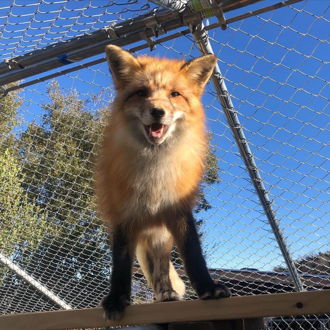 Rylaiさんのインスタグラム写真 - (RylaiInstagram)「Lena.... because Saturdays are for super joy! Lena is one of our new babies and she is a force! She is super people friendly, super confident, super motivated, and a super cuddle bunny!!  🦊 Look at that face!! Does she not bring joy to your soul?  . I find that when I feel myself feeling overwhelmed, disappointed, frustrated or in despair.... I look at their faces and I see their resilience - and I know there is hope, there is a path to joy with faith and love.... I cannot control the behaviors and actions of others, but I can control how I allow it to affect my soul... and I know these babies can help heal the damaged souls of so many!!  . Believe in their power to heal!! Believe in their power to teach love, forgiveness, and joy!! Believe in your ability to be... be more foxy.... be like Lena.... be joy!  . . . #lena #foxes #love #joy #hope #kindness #fierce #foxy #foxylady #russianfox #russiandomesticatedfox #animals #animal #animallovers #animalsofinstagram #animalkingdom #redfox #gorgeous #jabcecc #animalencounters #beafox #befoxy」1月17日 13時09分 - jabcecc