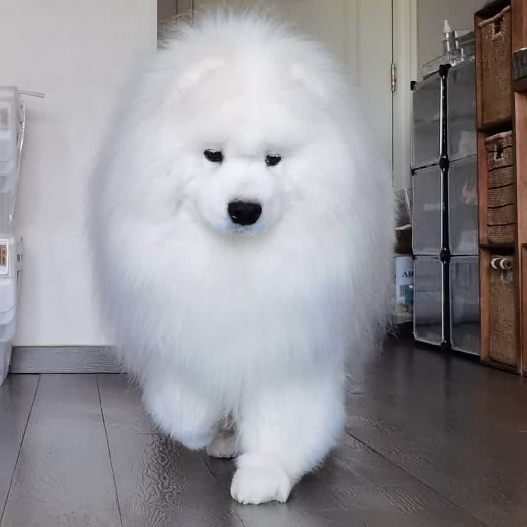 Alex Toのインスタグラム：「🍙🍙🍙 #cute #dog #doglover #dogsofinstagram #dogoftheday #dogofthedayjp #dogstagram #fluffy #hkig #hongkong #ilovemydog #instadog #instagood #instamood #instagraphy #instapic #samoyedoninstagram #pet #petlovers #petsofinstagram #petstagram #photooftheday #puppy #pupsofinstagram #samoyed #samoyedsofinstagram #webstagram #犬 #サモエド」