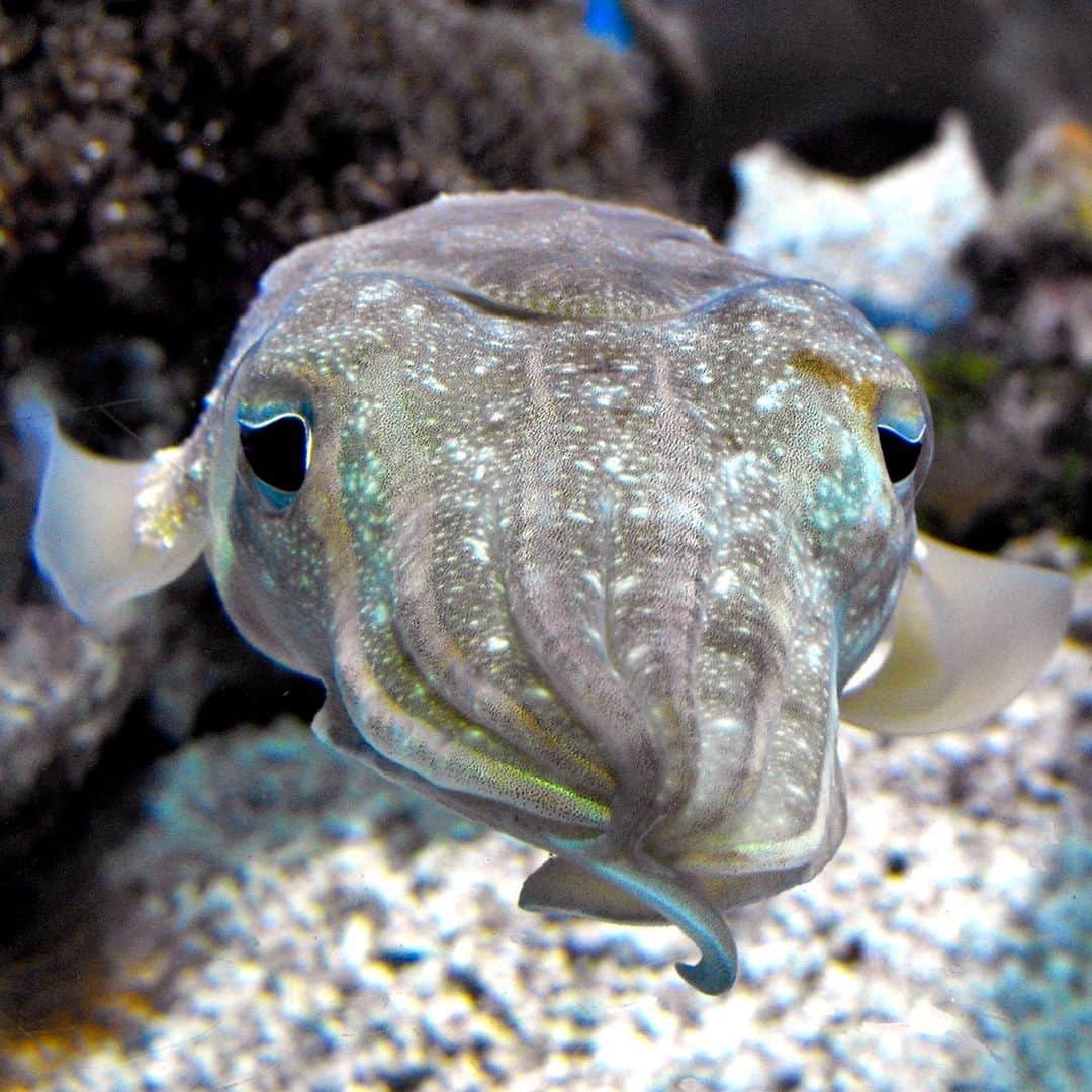 アメリカ自然史博物館のインスタグラム：「Fun fact: Sepia isn’t just a photo filter. It’s actually named after the color of ink that cuttlefish emit when under threat! Meet the pharaoh cuttlefish (Sepia pharaonis), who, like its cuttlefish relatives, releases a cloud of sepia ink when approached by a foe. It inhabits the warm waters of the Indo-Pacific, where it lingers near the seafloor searching for shrimp or crabs to eat. 🦀  Photo: Stickpen, CC0 1.0, Wikimedia Commons」