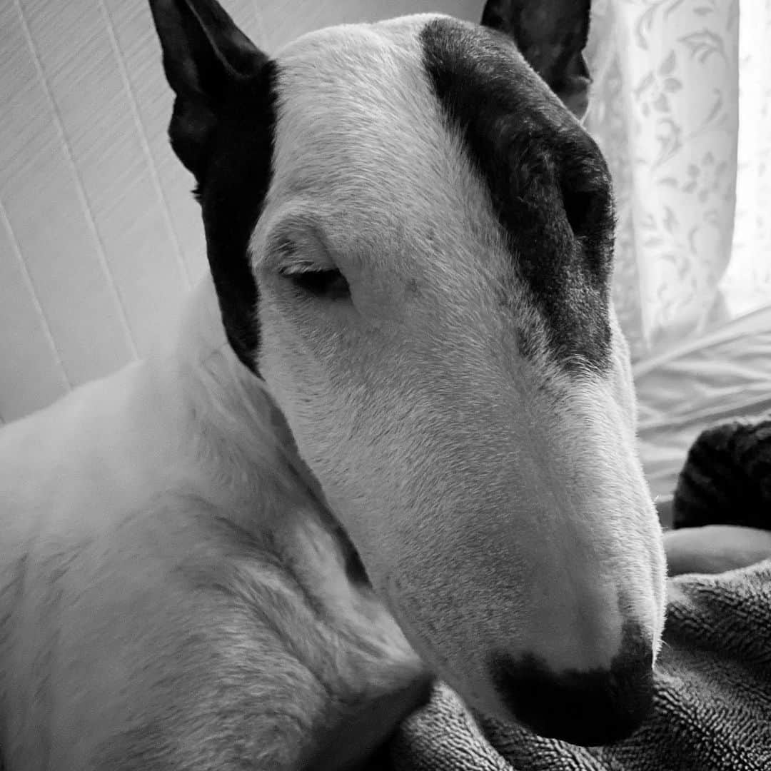 Q太郎さんのインスタグラム写真 - (Q太郎Instagram)「#minituru#bull#terrier#minibullterrier#miniturubullterrier#dog#dogstagram#cute#qtaro#love#family#ミニチュア#ブルテリア#ミニチュアブルテリア#Q太郎」1月17日 13時31分 - qtaro.jun