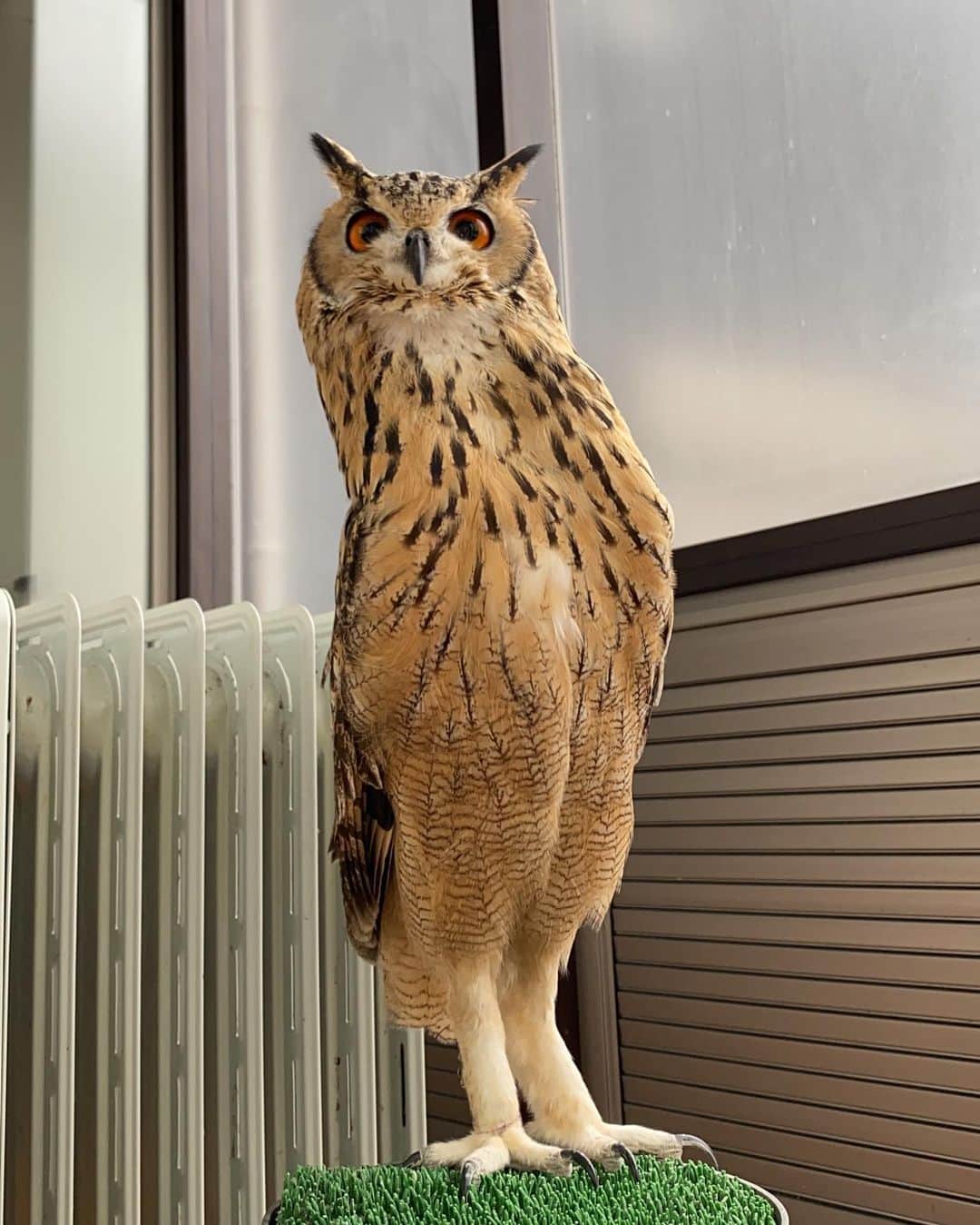 GEN3 Owlのインスタグラム：「長いｗｗｗ too long :D #owl #owlgaru #フクロウ」