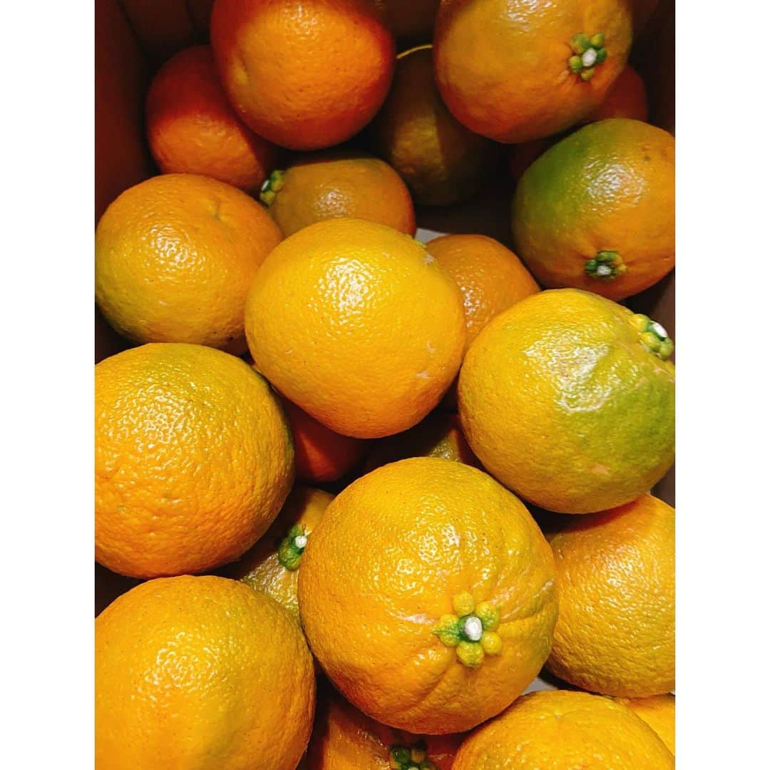 森下紀子さんのインスタグラム写真 - (森下紀子Instagram)「. 有機栽培の橙で 自家製ポン酢作り  絞った果汁に 同量のお醤油と みりんを少し混ぜ 昆布を入れて熟成させます  種は日本酒に浸けて化粧水に  皮はマーマレードと 柑橘ピールにしようかな  無類のポン酢好きなので すぐ無くなりそうですw . #自家製ポン酢作り」1月17日 14時09分 - noriko_morishita_