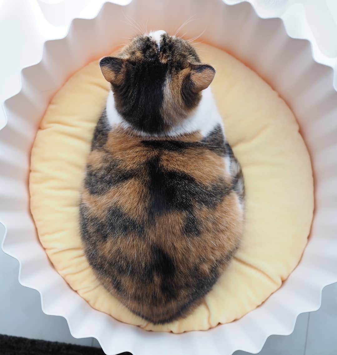 茶乃のインスタグラム