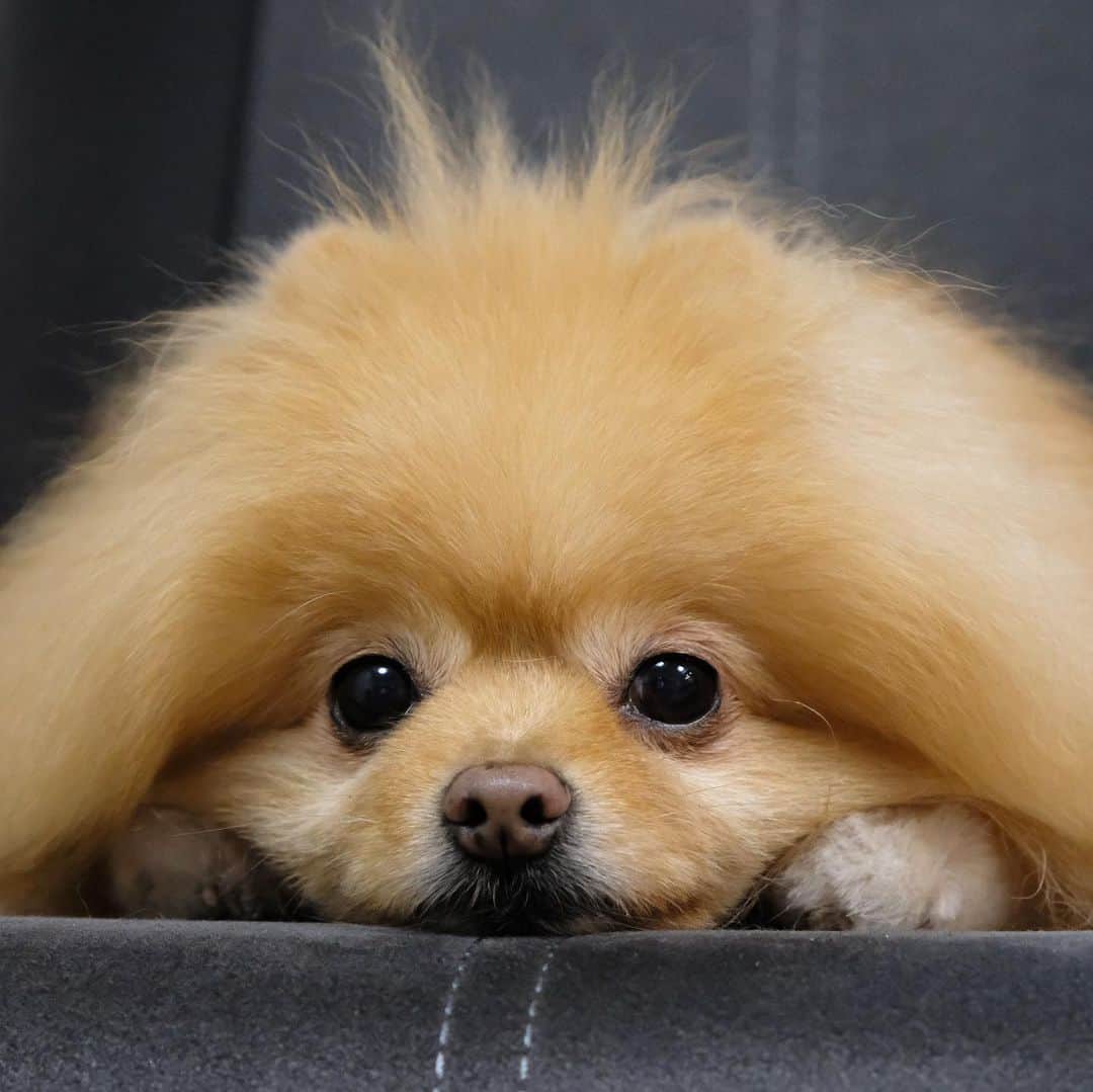 Hanaさんのインスタグラム写真 - (HanaInstagram)「可愛いスフィンクス * またはきな粉餅 * * ブログ更新しました♪ http://kedamakyoudai.blog.jp/ #Pomeranian#pom#pompom#pomstagram#pets#dogs#doglover#dogsofinstagram#dogstagram#Japan#Kawaii#fluffydog#ポメラニアン#犬#いぬら部#pecoいぬ部#포메라니안#もふもふ#ふわもこ部#cute#cutedog#funny#funnydog#いぬのきもち#犬と猫#ライブドアインスタブロガー」1月17日 14時40分 - mofu2family