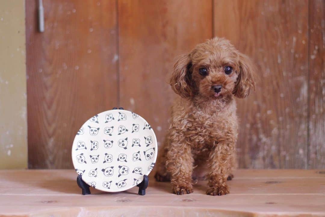 水野智路のインスタグラム：「パンダのお皿とちろ🐼🐶 . . . . #トイプードル #プードル #poodle #親バカ #犬 #dog #いぬ #もこもこ #ちろ #chiro #ぬいぐるみ #ボサボサ #ダッフィー #duffy」