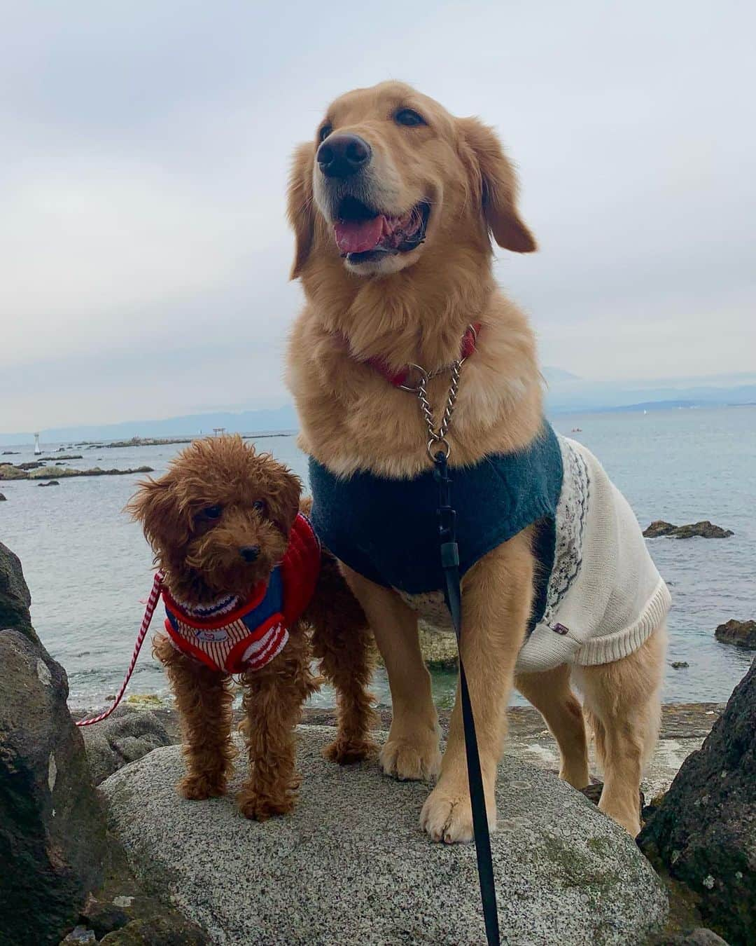 二見梓さんのインスタグラム写真 - (二見梓Instagram)「🌊⛩🗻🐶 海好きなゴールデンレトリバーと 海嫌いなトイプードル」1月17日 14時46分 - a.z.u.0.5.1.5