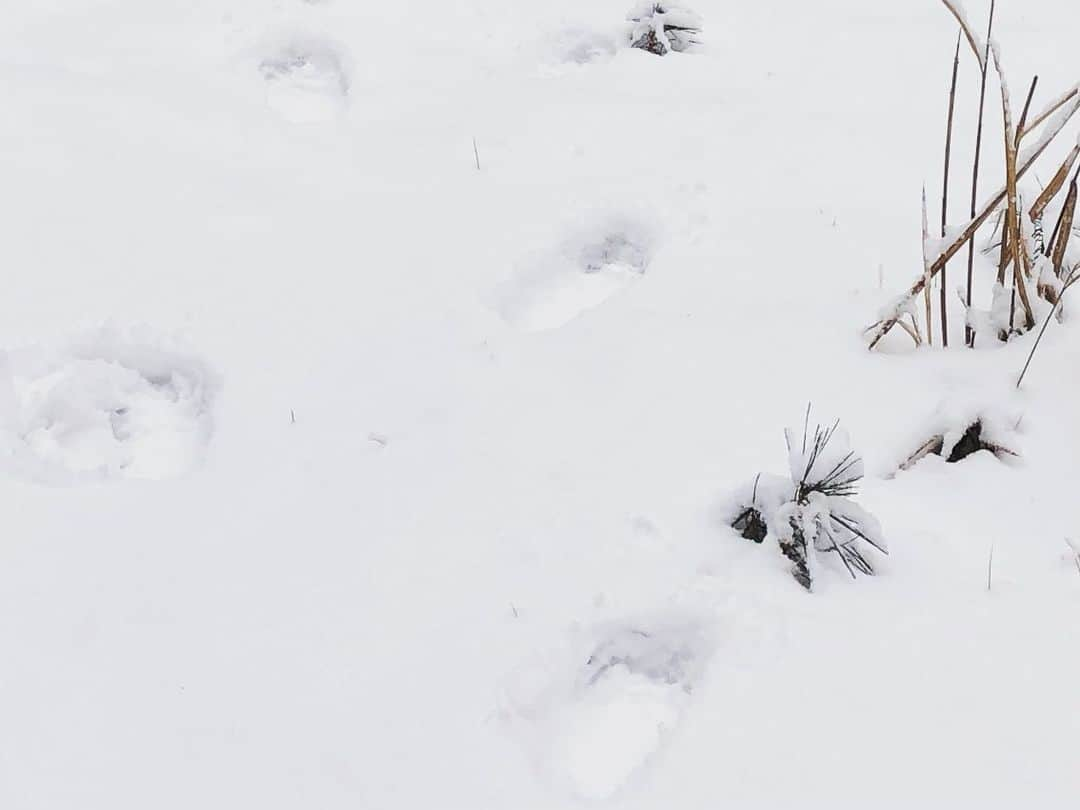 篠原信一さんのインスタグラム写真 - (篠原信一Instagram)「このデカイ足跡は❗️雪男「イエティ」か‼️ #雪男 #イエティ #シノティ #冷たい」1月17日 14時52分 - s.shinohara_life