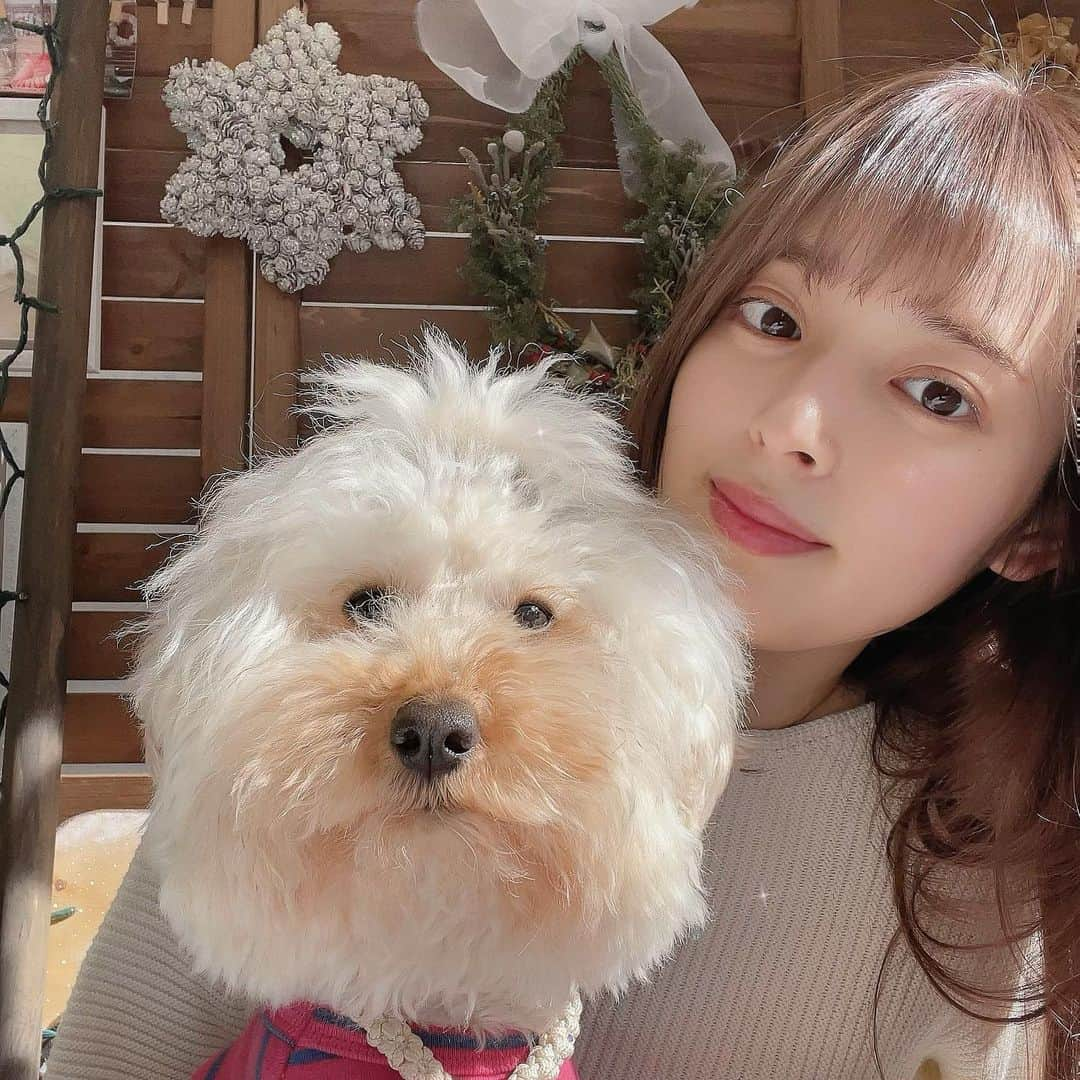 矢作穂香さんのインスタグラム写真 - (矢作穂香Instagram)「久々の愛犬バニラの登場🐶♥️」1月17日 14時57分 - honoka_yahagi