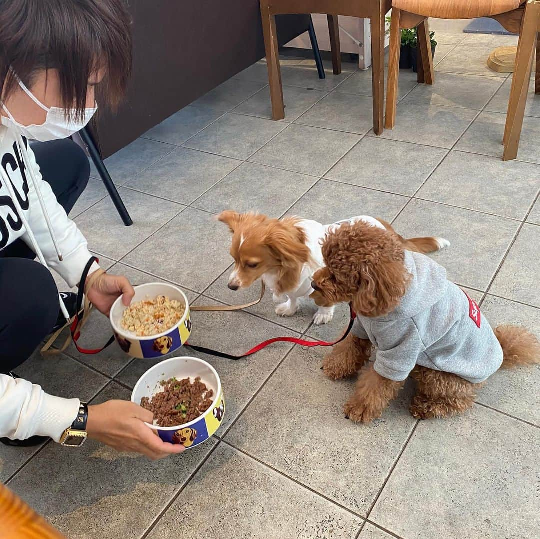 ひらのっちさんのインスタグラム写真 - (ひらのっちInstagram)「エラいっ❣️🐶🐕  #トイプードル #チワックス #いぬすきさんと繋がりたい🐶」1月17日 15時16分 - hiranocchi