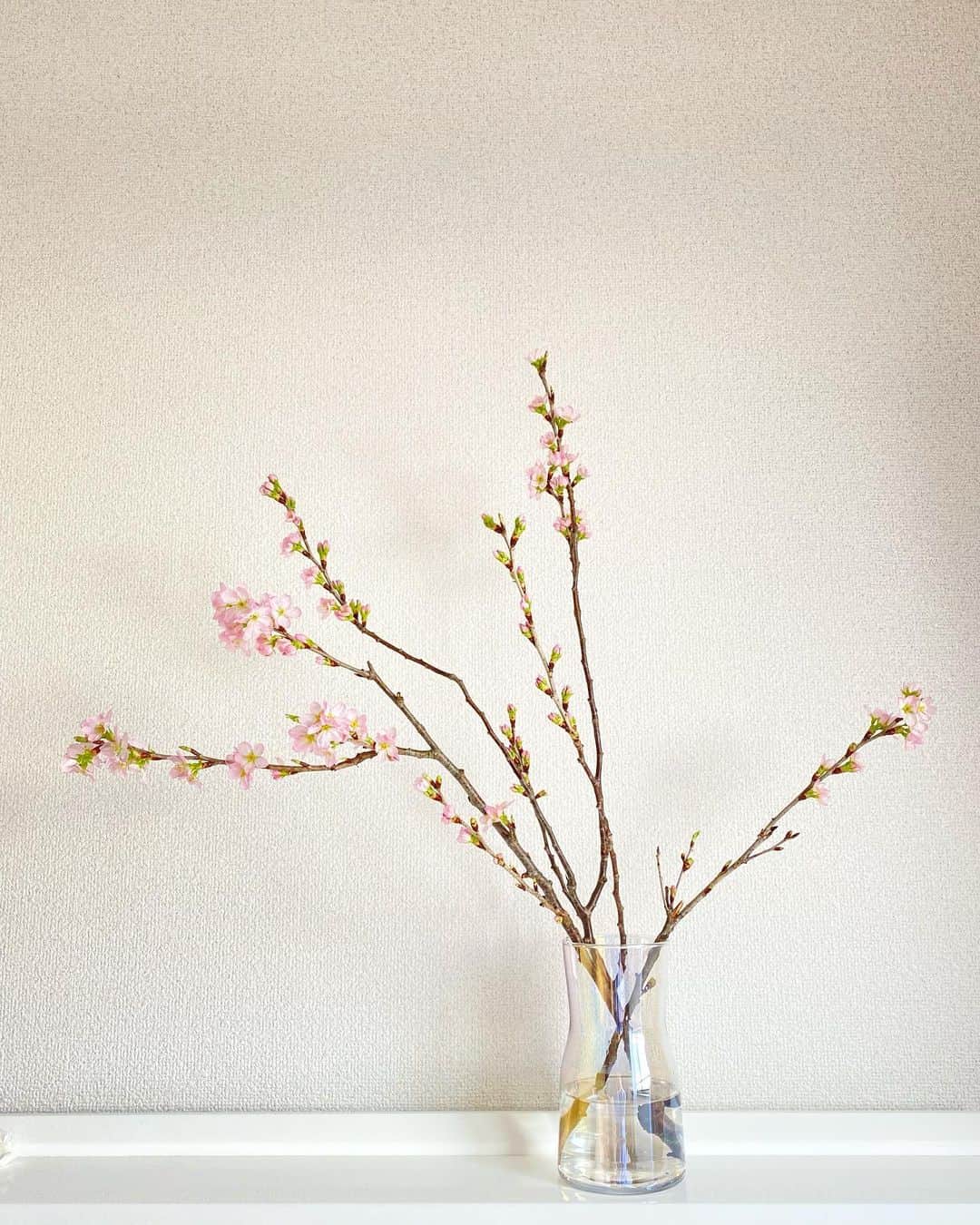 田中あいみのインスタグラム：「全部、蕾だったのに、一日でこんなに咲いた🌸　なんて種類の桜だったか忘れちゃったけど、ぽこぽこ咲いてくのとってもかわいくて楽しい✨　満開になるかな？🌸」