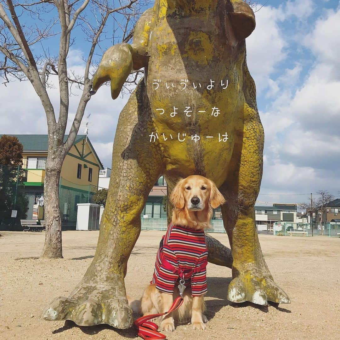 ikumiさんのインスタグラム写真 - (ikumiInstagram)「* * 1/17/2021🌤 . Today's park walk.  With dinosaurs! . 風少し強めで、また今日から少し寒いよ。 ちょうどお昼だったからかな… 日曜日だけど、公園は誰もいない。 * * #goldenretriever#retriever#retrieverlife#ゴールデンレトリバーのいる暮らし#ゴールデンレトリバー#大型犬#大型犬のいる暮らし#vivi日記3歳#viviのいる暮らし2021#ぴーすっ子#岡山」1月17日 15時18分 - ikumi.betty_jupiter