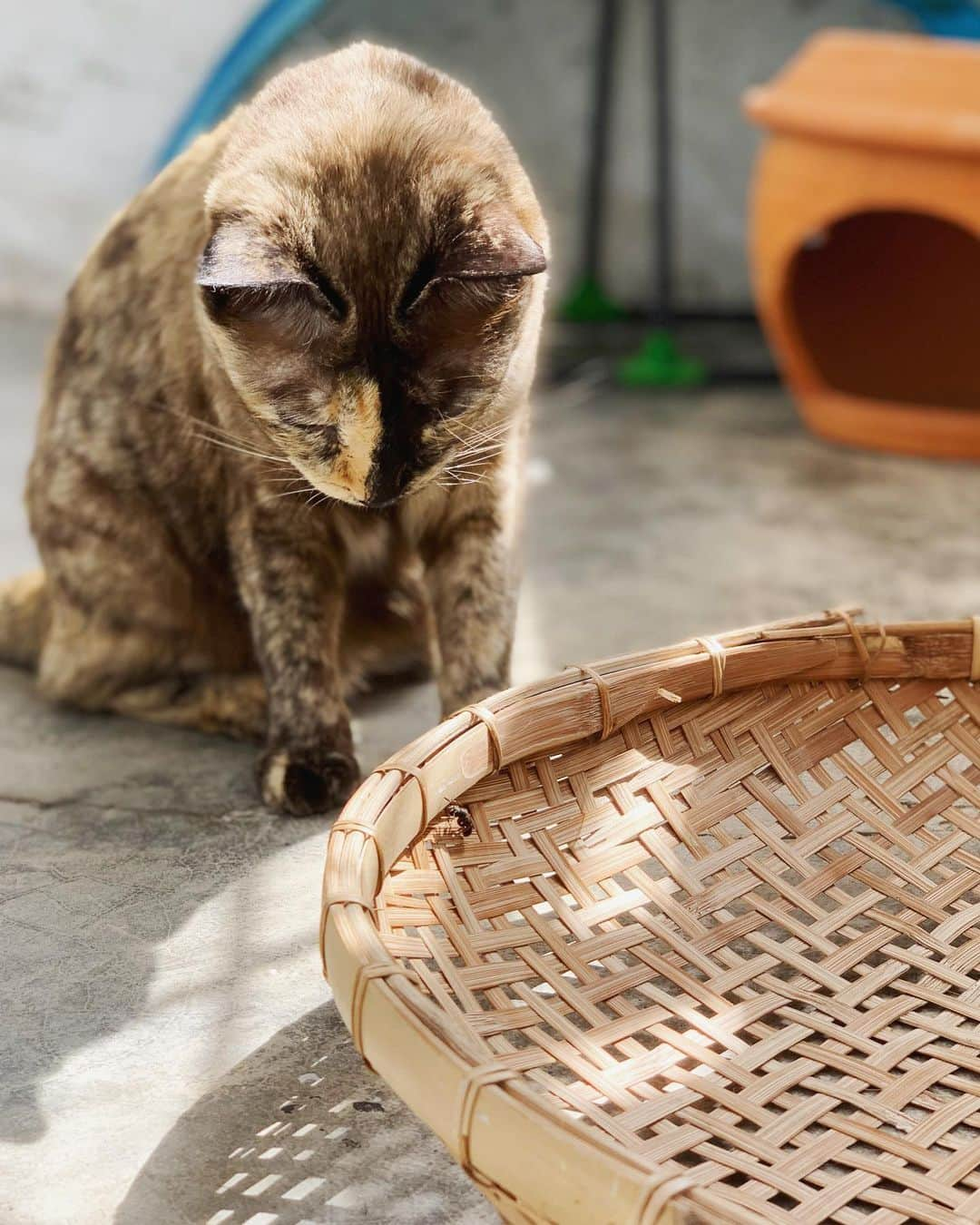 tamatamagoさんのインスタグラム写真 - (tamatamagoInstagram)「🐱虫を捕まえてますが、にゃにか？ 　 Hana is playing alone💦 She still doesn't want to know her new friend😅 　 3階のハナちゃんの様子を見に行ったら 一人で変な虫を捕まえてました😆 やめて〜😅😅 　 ハナちゃん、コアちゃんが来て ちょっと甘えん坊になったのが 実はちょっと嬉しかったりします😆 　 2021/01/17  #サビ猫　#サビ猫の魅力を伝えたい #保護猫　#保護猫出身 #タイ猫　#猫　#ねこ　#katze #tortie #tortiesofinstagram #tortitude #tortiecats #cats #cats_of_instagram #catthailand #แมว #แมวไทย」1月17日 15時38分 - tamatamago