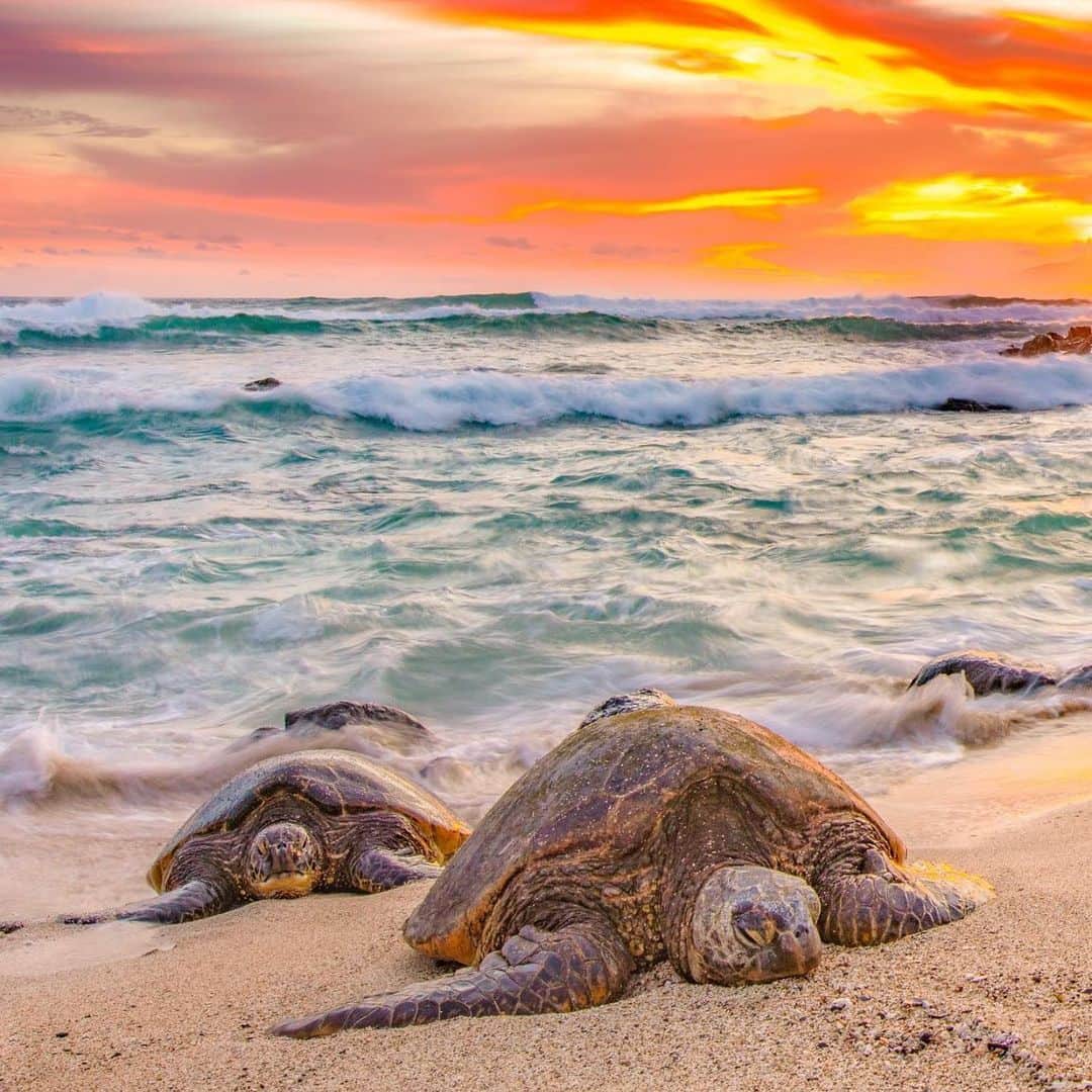 Lanikai Bath and Bodyさんのインスタグラム写真 - (Lanikai Bath and BodyInstagram)「Weekend vibes.    @shanemyersphoto  #turtle #hawaii #nature #lanikai #kailua #beach #ocean #skincare #organic #natural #sunscreen #lanikaibathandbody」1月17日 15時51分 - lanikaibathandbody