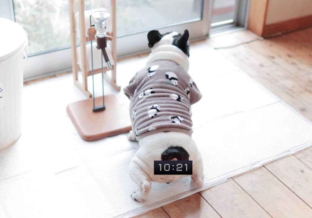 French Bulldog Lifeさんのインスタグラム写真 - (French Bulldog LifeInstagram)「おしっこは「すわる派」のフレンピーだよ🐶この服はね、西松屋で499円だった〜最高〜！ * #フレンピー #フレブルライフ」1月17日 16時16分 - french.bulldog.life