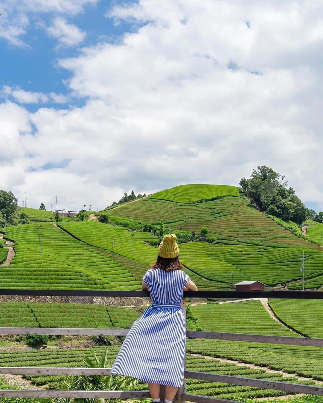 詩歩さんのインスタグラム写真 - (詩歩Instagram)「京都の茶処・和束で茶畑めぐり！🍵﻿ ﻿ 私の地元・静岡と同じく茶処である京都。﻿ ﻿ 1日3食、真夏でも熱い緑茶を淹れるほどお茶好きな私ですが、そんな茶畑を風景として楽しめるスポットが京都にはあるんです！﻿ ﻿ それが、京都南部「和束町（わづか町）」。﻿ ﻿ 宇治抹茶の4割がここで生産されていて、その歴史はなんと鎌倉時代から！　盆地の地形から生まれる気温差や霧などがお茶の生産に適していたそうです。﻿ ﻿ 急勾配の丘に、空まで続く青々とした茶畑。﻿ 写真の #石寺の茶畑 は、和束町の中でも一番はやく茶摘みが始まる畑だそう。﻿ ﻿ #日本茶カフェ もあるので、目で楽しむもよし、舌を味わうもよし！二度楽しめる絶景です📷✨﻿ ﻿ ⚠﻿ ﻿ なお、茶畑は私有地です。﻿ ﻿ 駐車場がなかったり立入禁止の場所もあります。勝手に農家さんを撮らない、ゴミは持ち帰る、などマナーを守って鑑賞しましょう📷（公式HPをcheck!）﻿ ﻿ ﻿ ✎﻿ ﻿ そんな「和束」を中心に、京都南部を周遊するモデルコースがWEBサイトにアップされました！﻿ ﻿ 今年開催される「ワールドマスターズゲームズ2021関西」にあわせ、私のおすすめコースをご紹介しています。﻿ ﻿ 笠置町では、天然の岩場を使った #ボルダリング も体験してみましたよ！﻿ ﻿ 「ワールドマスターズゲームズ　モデルコース」﻿ とGoogle検索するとみれますので、ぜひご覧ください🔍﻿ https://wmg-kyototourism.org/course/article_09.html﻿ ﻿ 🍵﻿ ﻿ Do you know that Kyoto is famous for its green tea?﻿ ﻿ Green tea is often associated with matcha green tea, but there is a spot in Kyoto where you can enjoy tea fields as scenery!﻿ ﻿ One such place is Wazuka-cho in southern Kyoto.﻿ Wazuka-cho, in southern Kyoto, is where 45% of Uji green tea is produced, and its history dates back 800 years!　The topography of the basin, with its temperature differences and fog, is said to have been ideal for tea production.﻿ ﻿ The steep hills and lush tea fields stretching to the sky.﻿ The tea fields of Ishidera in the photo are said to be the first fields in Wazuka to start picking tea. There is also a Japanese tea café, so you can enjoy it with your eyes and your taste buds! You can enjoy the view twice.﻿ ﻿ ⚠﻿ ﻿ Please note that the tea fields are private property. There is no parking lot and some areas are off-limits. Don't take pictures of the farmers without permission, and take your trash home with you 📷﻿ ﻿ ﻿ ﻿ ﻿ 🙏旅行を検討中の方へ﻿ 政府や自治体が発表している新型コロナウイルスの最新情報を確認しましょう！﻿ #withコロナ旅行 での感染対策についてはyoutubeに動画をあげています﻿ ﻿ ﻿ ﻿ 📍石寺の茶畑／京都﻿ 📍Tea Field of Ishitera／Kyoto Japan﻿ #shiho_kyoto﻿ ﻿ ©Shiho/詩歩」1月17日 16時24分 - shiho_zekkei