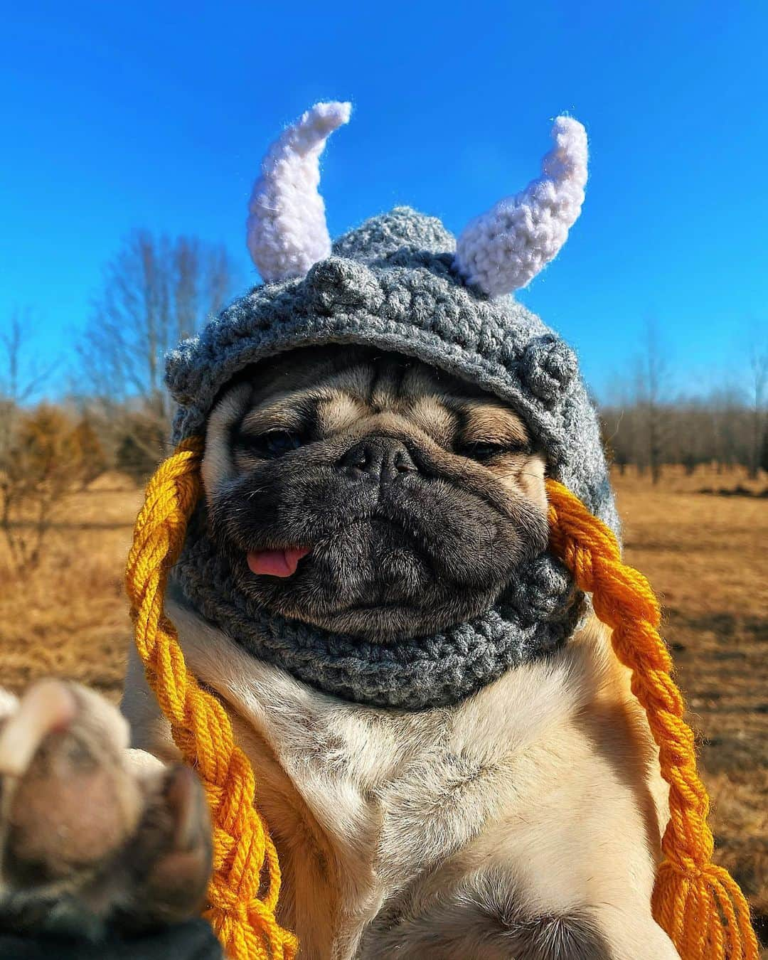 itsdougthepugさんのインスタグラム写真 - (itsdougthepugInstagram)「“I put the King in Viking” -Doug」1月18日 3時20分 - itsdougthepug