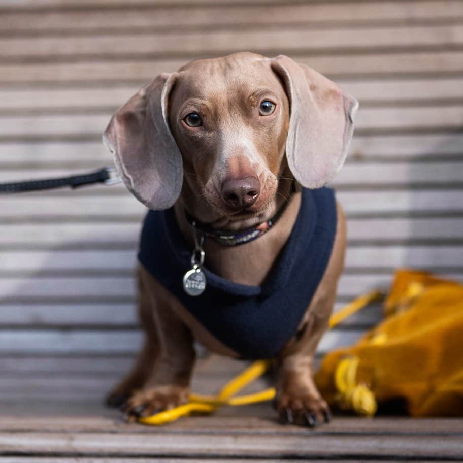 The Dogistさんのインスタグラム写真 - (The DogistInstagram)「Hugo, Dachshund (2 y/o), Lorimer & Bedford Ave., Brooklyn, NY • “He’s doing the Benjamin Button thing – he’s in his angry old man phase.”」1月18日 2時37分 - thedogist