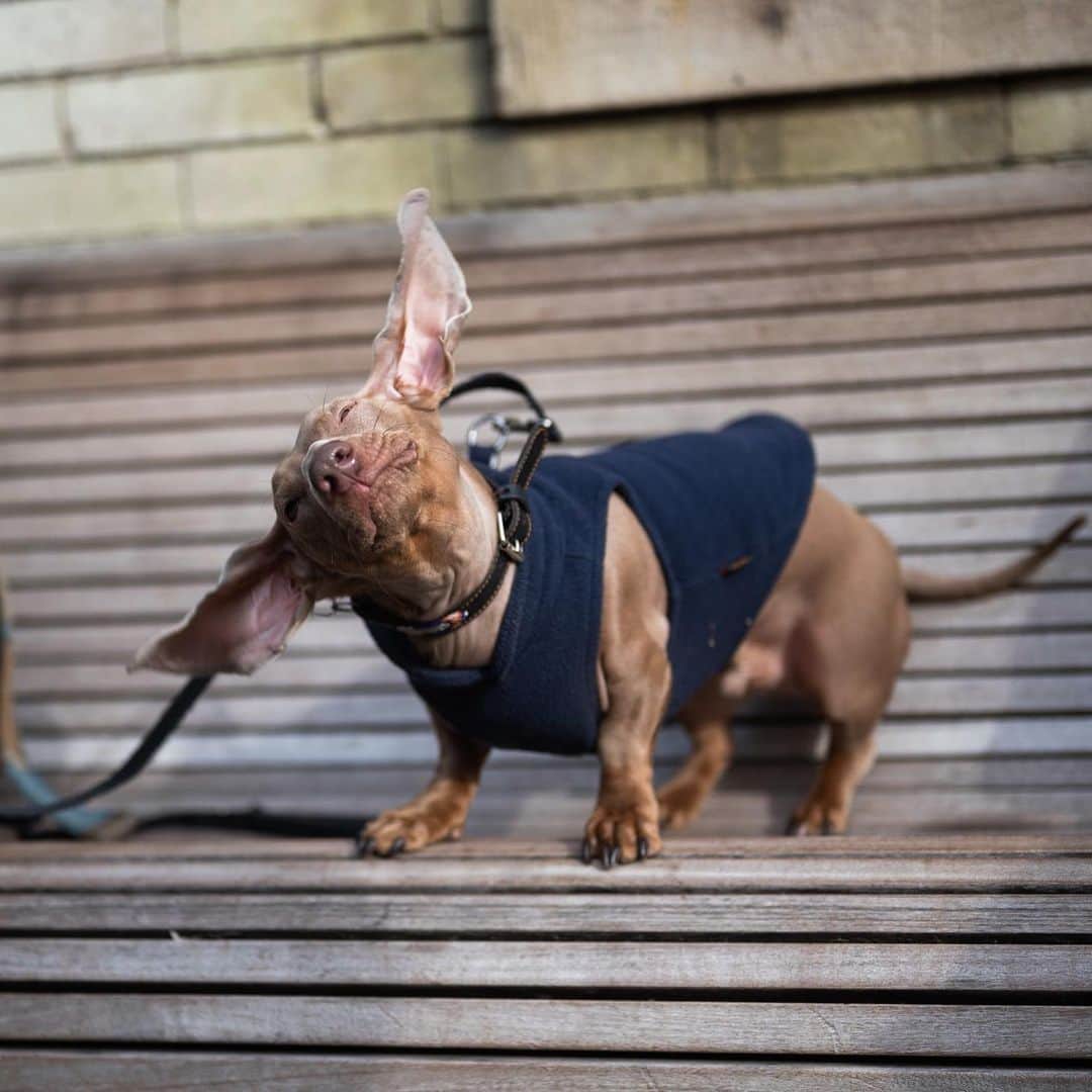 The Dogistさんのインスタグラム写真 - (The DogistInstagram)「Hugo, Dachshund (2 y/o), Lorimer & Bedford Ave., Brooklyn, NY • “He’s doing the Benjamin Button thing – he’s in his angry old man phase.”」1月18日 2時37分 - thedogist