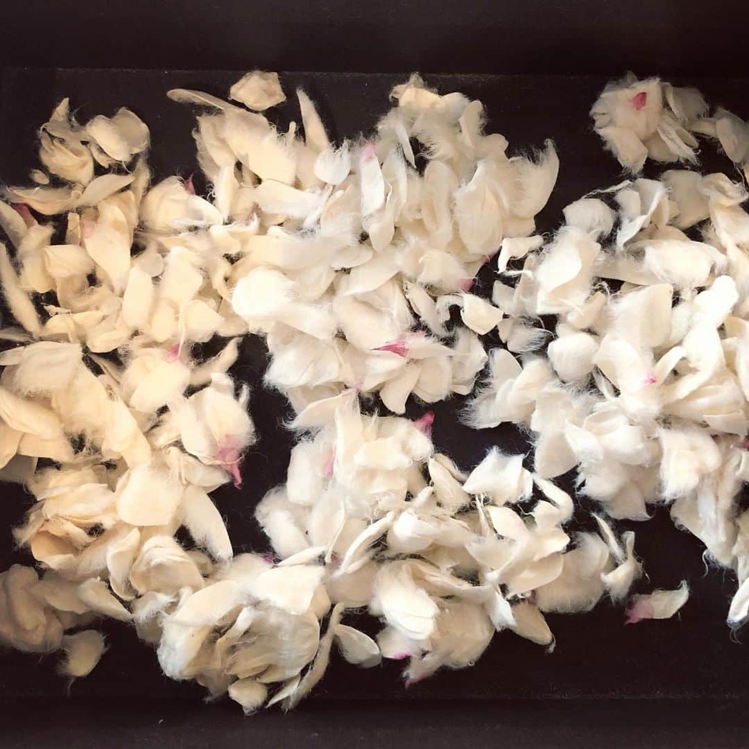 のインスタグラム：「🌸 １０年 Developing ideas for my next show. #YuriShimojo_MementoMori  from 3.11.2021  U.S premier in Boston @praise.shadows.art   Commemorating the 10th Anniversary of 3.11.2011 Japan’s Great Earthquake and Tsunami.  １０年目の #下條ユリメメントモリ   は日本を出ます。  #東日本大震災10年」