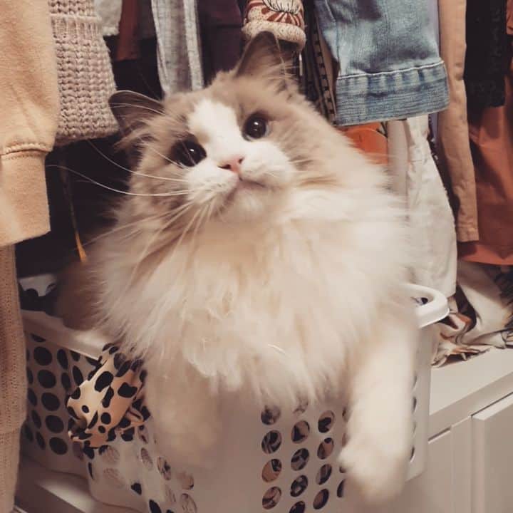 Princess Auroraのインスタグラム：「Very fierce kitty in a closet 😽」