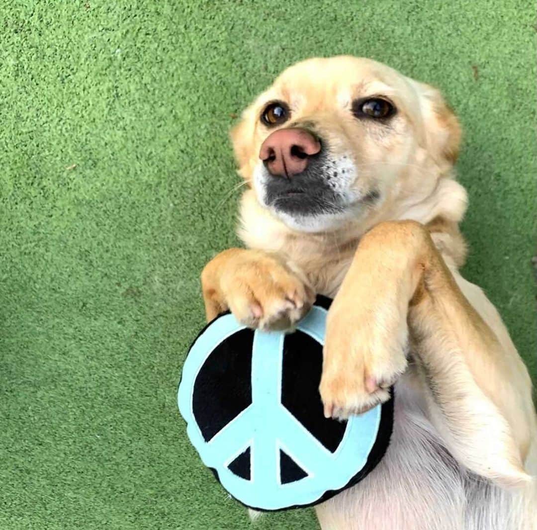 DogsOf Instagramのインスタグラム：「Peace, love, dogs, and rock & roll! These days, we need all the peace we can get which is why we’re loving these Woodstock, Summer of Love ‘69 themed dog toys from @muttropolis ☮️   Part of a limited collection, get yours before they're gone! Link in bio ✌️  #dogsofinstagram #peacelovedogs #summeroflove #muttropolis」