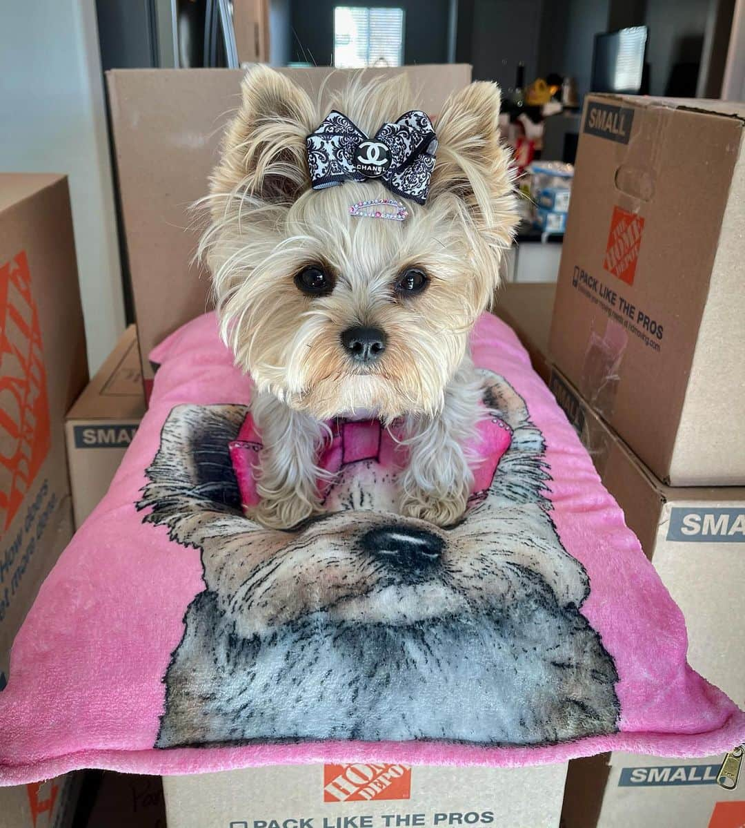 さんのインスタグラム写真 - (Instagram)「Allie 💭 Mommy is so slow! 🙄 I had to sit here and supervising mommy unpack her 200 boxes for just for kitchen stuff! 📦📦📦😒😏😒 #Unpacking #ChopChop #BusyWeekend #OurNewHome #SoBlessed #NorthLasvegas」1月18日 3時12分 - happyyorkiefamily