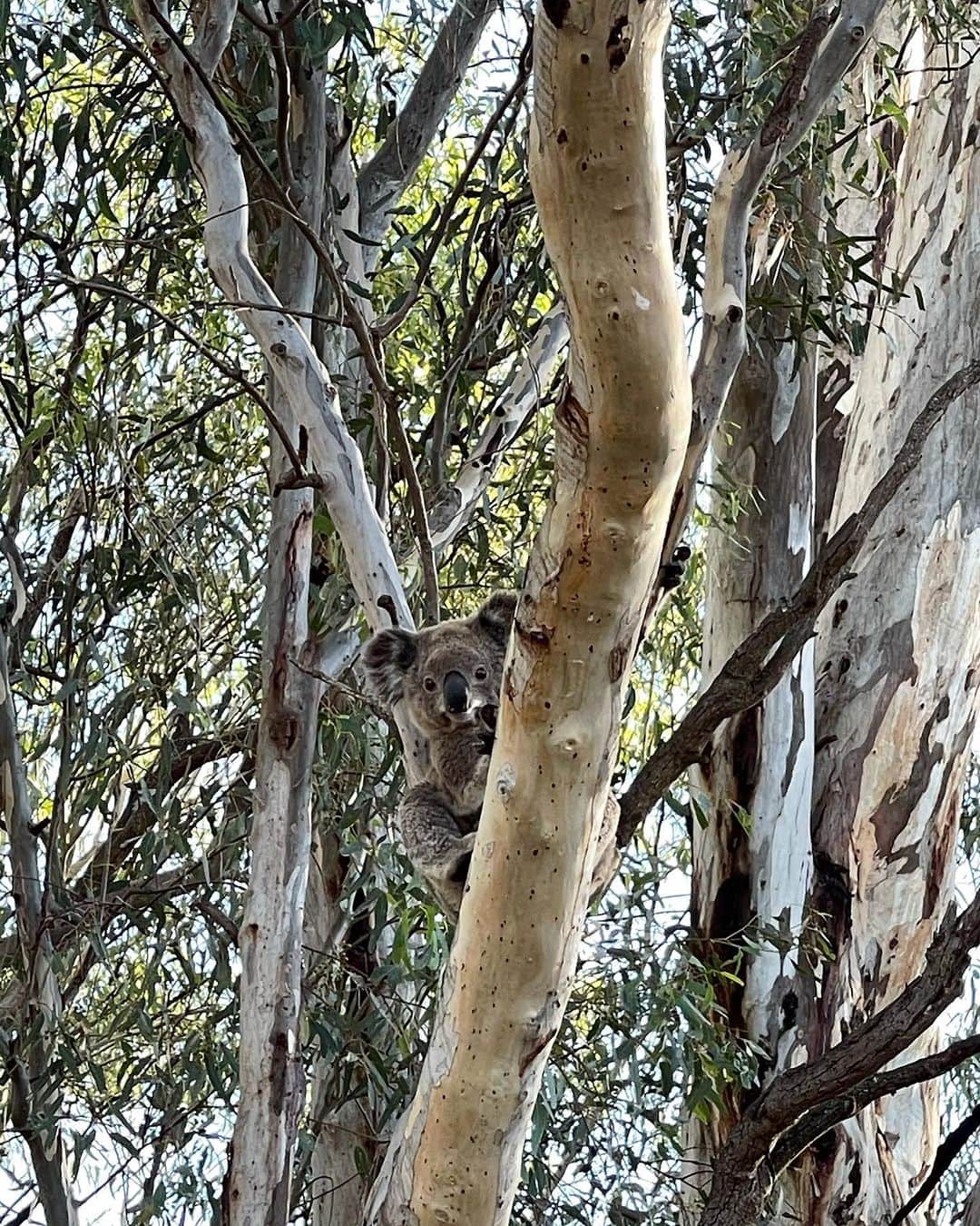 のインスタグラム：「Hello! Spotted today 🤍 This little one was so active! (we were slightly concerned with how high he was going😂). Koalas can sleep up to 18 hours a day (because of the low level of nutrients in eucalyptus leaves) so we were lucky to see him so busy, seeing them in the trees is always incredible. 🐨🤍🌿」