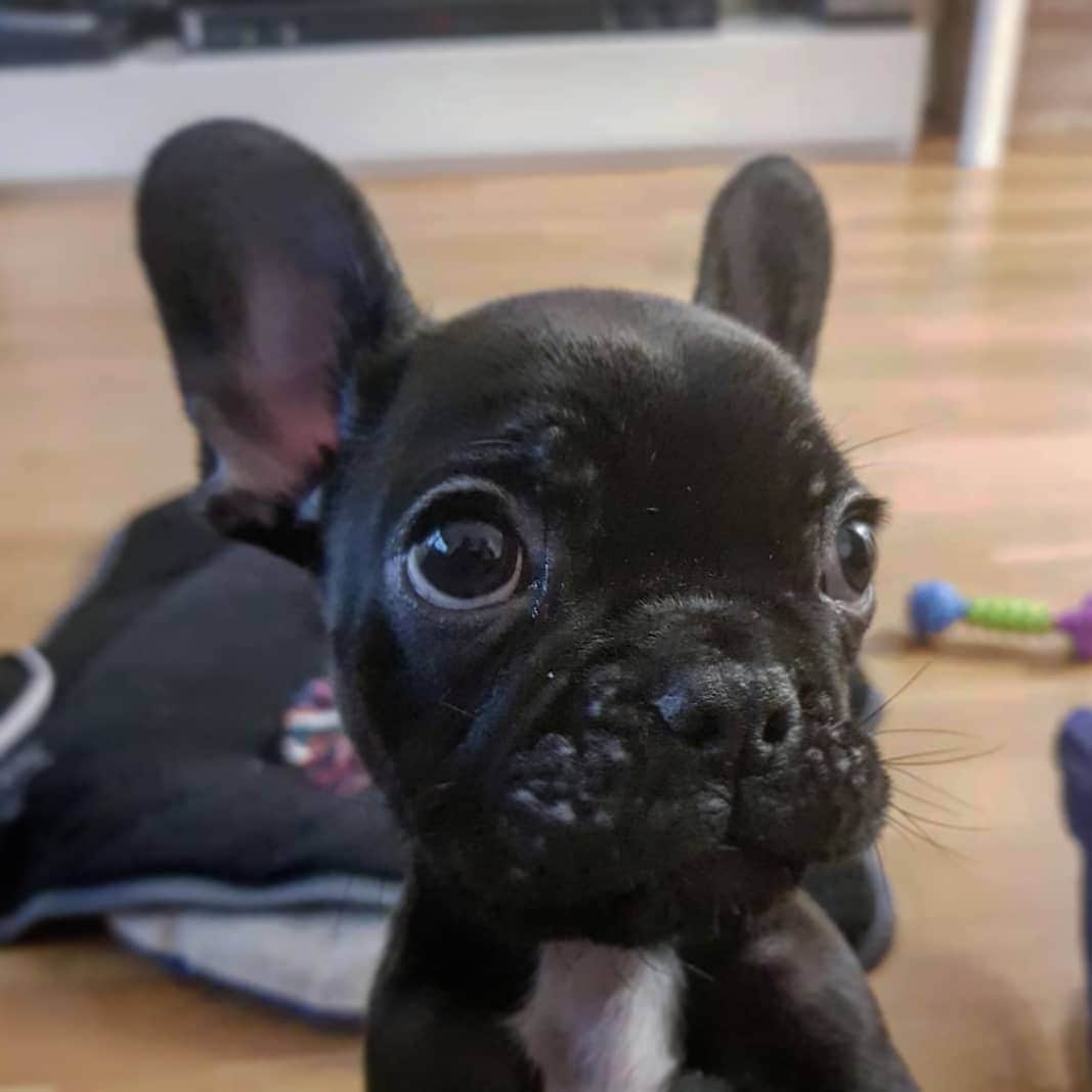 French Bulldogさんのインスタグラム写真 - (French BulldogInstagram)「Henlo 👋 My name is Jay 👀🖤 @frenchiejaythe . . . . . #frenchie #frenchbulldog #frenchiesofinstagram #frenchies #dailybarks #bulldog #dog #puppy #frenchiepuppy #frenchieoftheday #frenchiepetsupply #frenchielife #dogs #frenchbulldogs #dailyfrenchie #mydogiscutest #puppylove #frenchiehomers #bulldogs #instafrenchie #dogstagram #puppiesofinstagram #puppies #bulldogsofinstagram #frenchieworld #cutestpuppy」1月17日 19時04分 - frenchie.world