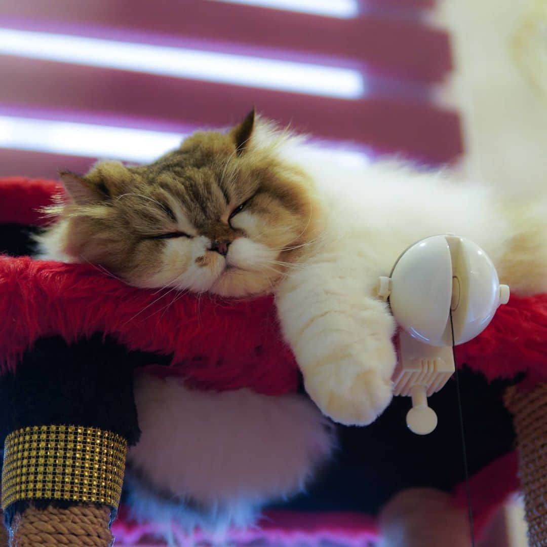 Kenshin & Chloeyのインスタグラム：「Just the purrfect sleeping spot for me and my tummy hehe 😄❤#sleepingcatsarecute」