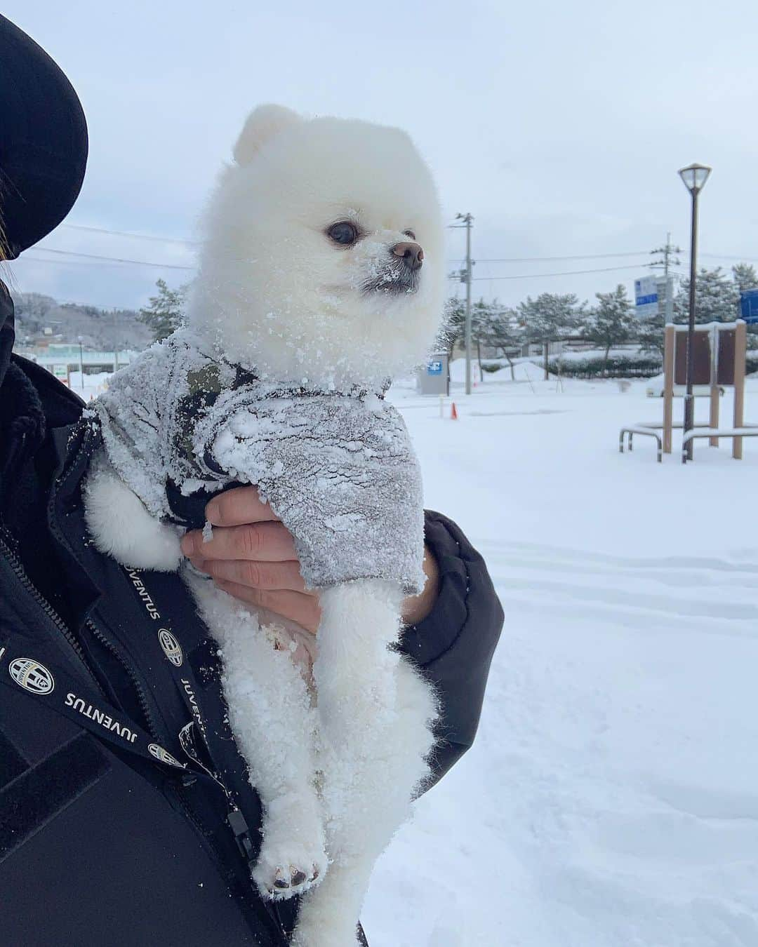 ニコちゃんさんのインスタグラム写真 - (ニコちゃんInstagram)「勘違いされている方も多いかと思いますので、ご報告やっほいです❣️河北麻友子さんとご結婚された一般男性はボクちんではございませんので🐶✨ #ご報告 #似てるけど違う #おめでとうございます #河北麻友子さん #一般男性 #ポメリズム #ポメラニアン #白ポメ #pomeranian」1月17日 19時08分 - nico_susukita