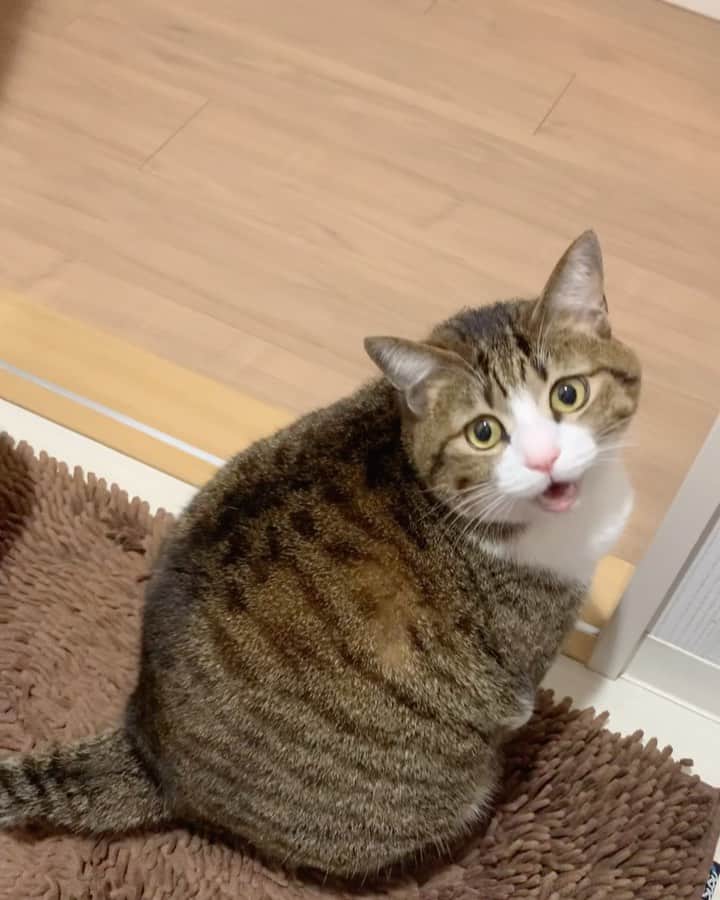 すずめくんのインスタグラム：「🐤🐧🐦  にゃんにゃんにゃーん！😹💖  Unagi cat, Meow〜❤️  #おしゃべりうーちゃん  #にゃんにゃん」
