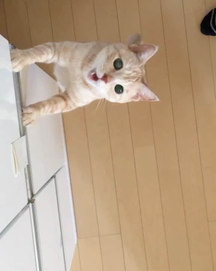 ruiruiのインスタグラム：「福ちゃん何か気になったのかな？（2017/05/04） . . いつもたくさんのコメントをありがとうございます🙏🏻 1月16日は福ちゃんの四十九日でした。 お空ではたくさんのお友達と遊んで楽しく過ごしてると思ってます☺️ 夢でもいいから福に会いたいな🌈 . . . #生前の福ちゃん #福ちゃんはお星様になりました #猫 #ねこ #にゃんこ #茶トラ #保護猫 #cat #cats #ilovecats #ilovemycat #instacat #Instagramcats #bestcats_oftheworld」
