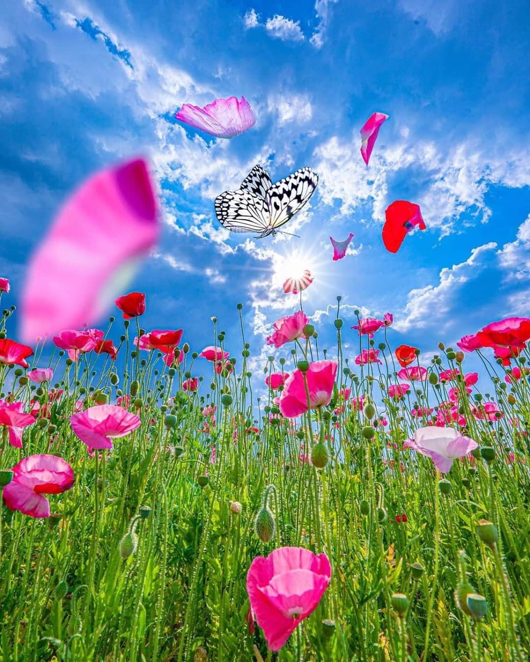 花の写真館のインスタグラム：「Photo by @astrailor_jp.⠀ https://instagram.com/astrailor_jp/⠀ .⠀ Original Post[投稿いただいたURL]⠀ https://www.instagram.com/p/CIp267Sgc5g/⠀ .⠀ 本アカウントは、 #私の花の写真 をつけてInstagramに投稿された皆さまの花の写真や、「花の写真館」Facebookページで投稿された花の写真を紹介します。⠀ 「花の写真館」Facebookページは、「 @floral.photograph 」のプロフィールにあるURLからご覧ください。⠀ .⠀ ※各自、政府、自治体など公的機関の指示に従った行動をお願いします。⠀⠀ 東京カメラ部および分室では、写真を「見る楽しみ」を提供することを通して、微力ながら皆様にわずかな時間でも癒しをお届けしたいと思っております。⠀ ※本アカウントは東京カメラ部がFacebook、Instagramのサービスを利用して運営しているもので、Facebook社・Instagramとは一切関係ありません。⠀ .⠀ #花の写真館 #floralphotograph #floralphoto #flower #flowers⠀ Follow: @floral.photograph」