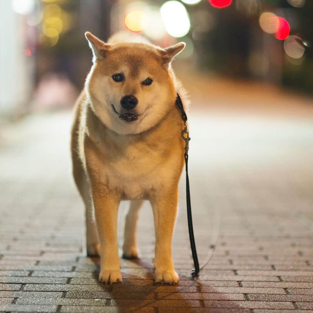 まる（まるたろう）さんのインスタグラム写真 - (まる（まるたろう）Instagram)「What is for dinner tonight? ✨🐶☺️✨ねぇパパ〜　今晩のご飯って何だと思う？ #さっき焼き芋屋さんいたよね #それはオヤツか #じゃあシチューかな #でも冬はやっぱりおでんかな #早く帰ってご飯にしよっ #みんなは何食べたかな」1月17日 19時29分 - marutaro