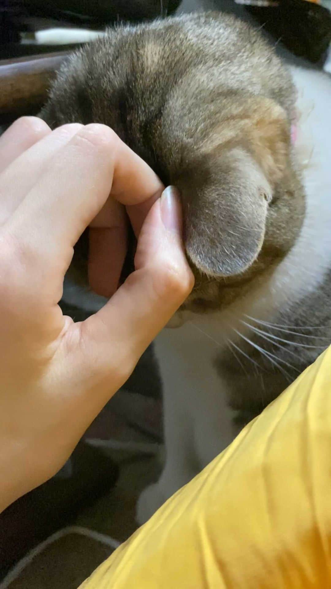 のインスタグラム：「つめがややいたい  #猫のいる暮らし」