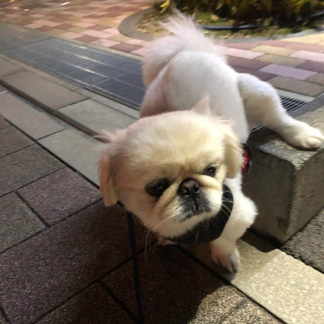 有田優理香のインスタグラム：「ストリートウンチングドッグ🐶  #pekingese #ペキニーズ　#犬界の藤原竜也 #段の上がお好き　#かたあしあげ #癖が強いんじゃ」