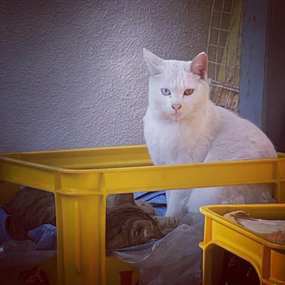 前田真里さんのインスタグラム写真 - (前田真里Instagram)「#beautiful #eye #blue #yellow #white #cat #nagasaki #猫 #オッドアイ #oddeye  #oddeyedcat #streetphotography  #snap #photo #japan  #beer #box #afternoon #nap #weekend #tokyocameraclub #東京カメラ部」1月17日 20時13分 - maedamari