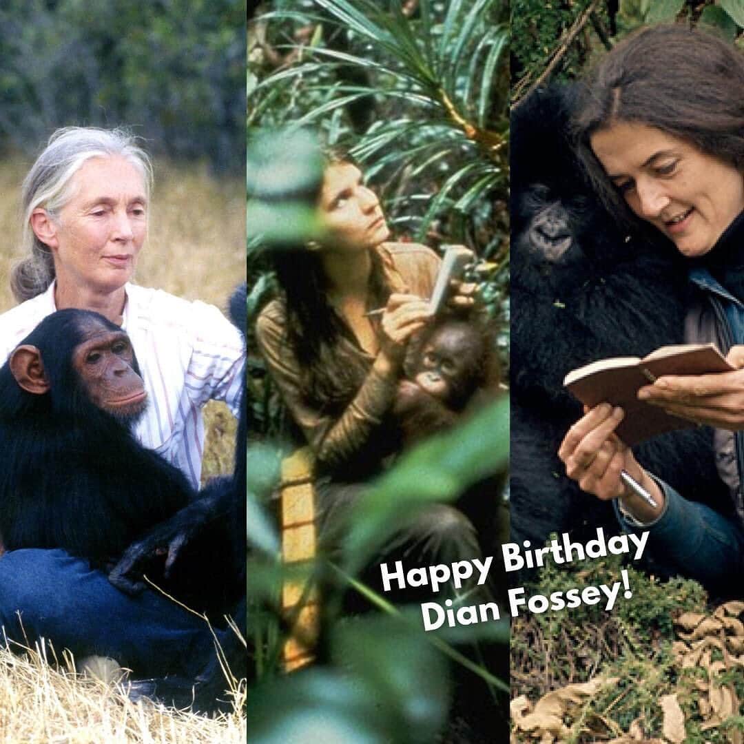 OFI Australiaさんのインスタグラム写真 - (OFI AustraliaInstagram)「Today, we celebrate a pioneer in primatology on what would have been her 89th birthday. Dian Fossey, along with OFI's President & Founder Birutė Mary Galdikas and Jane Goodall, otherwise known as the #trimates, changed the way we look at #greatapes. Thanks to her conservation efforts and the continuing work of @savinggorillas, mountain #gorilla populations remain in Uganda, Rwanda, and the Democratic Republic of Congo.  #womeninscience #dianfossey #janegoodall #wildlifeconservation #primatology #femalepioneers  ______________________________ 🦧 OFIA President: Kobe Steele kobe@ofiaustralia.com  OFIA Patron: Dr Birute Galdikas @drbirute @orangutanfoundationintl @orangutan.canada www.orangutanfoundation.org.au 🦧 🧡 🦧」1月17日 20時23分 - ofi_australia